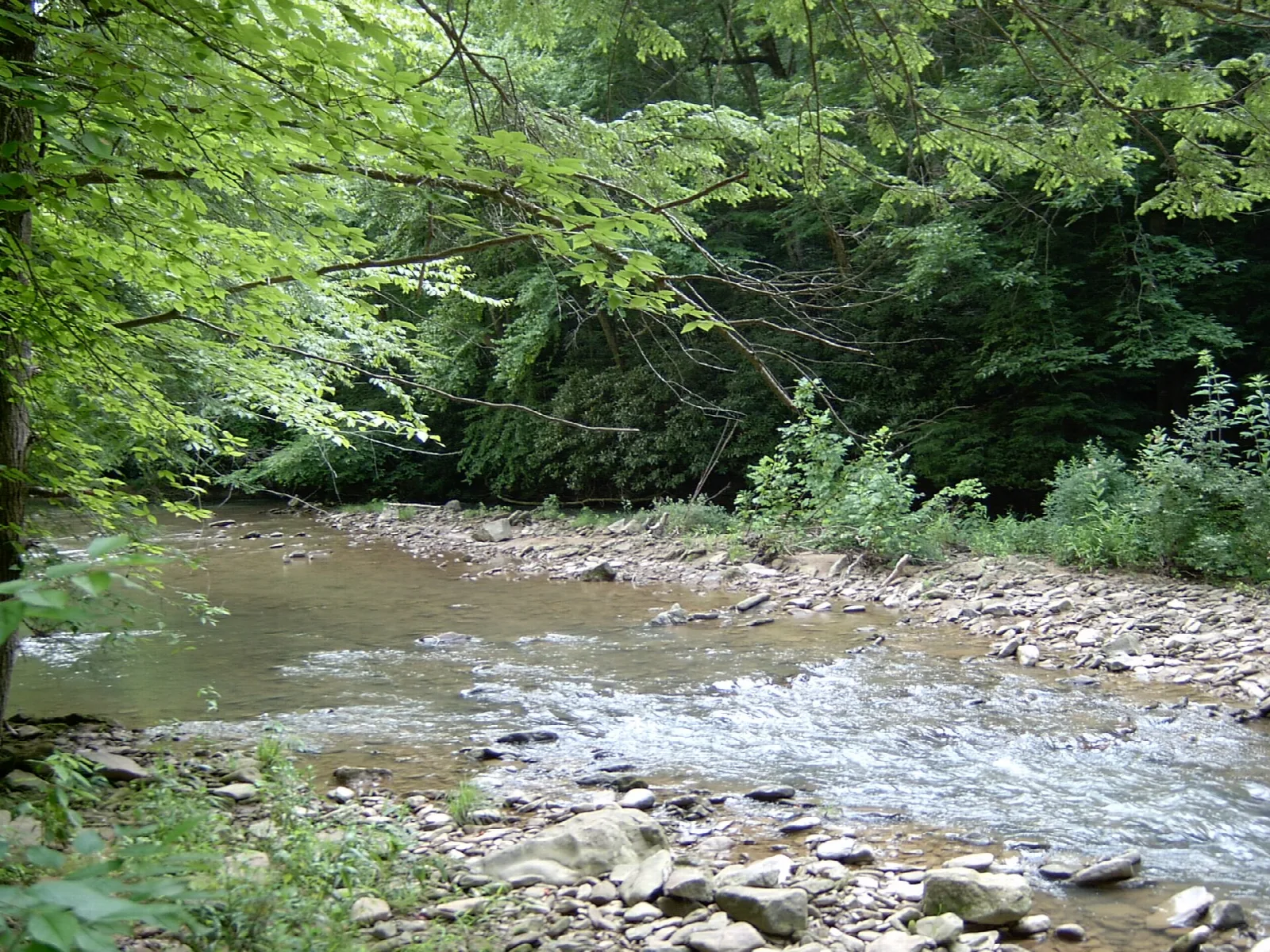 Shallow rocky creek running through green woods
