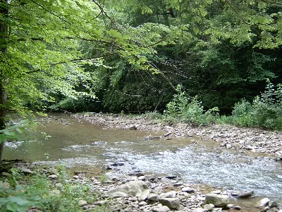 Panther State Forest