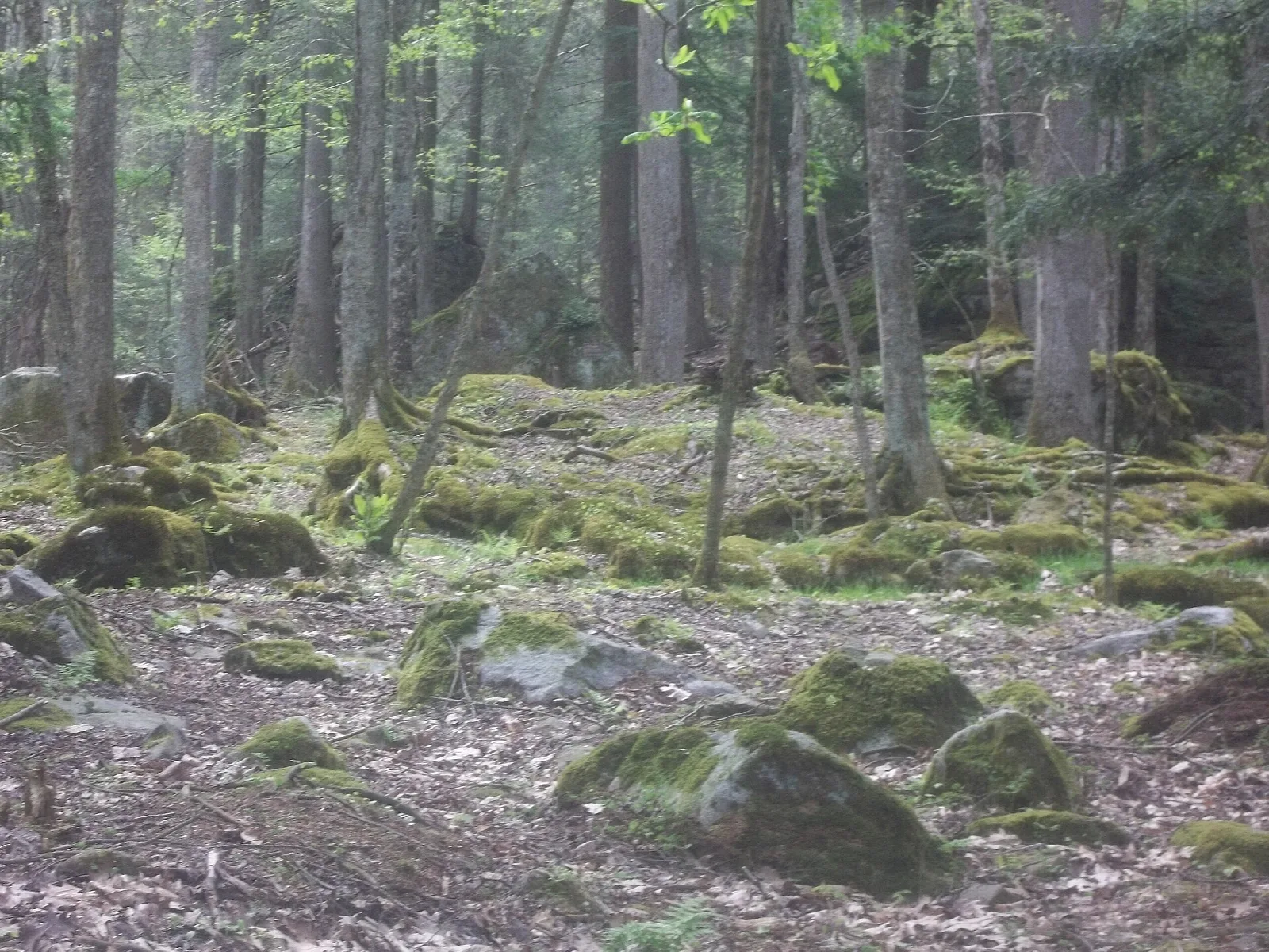 Mossy boulders scattered across a forest floor among tall trees