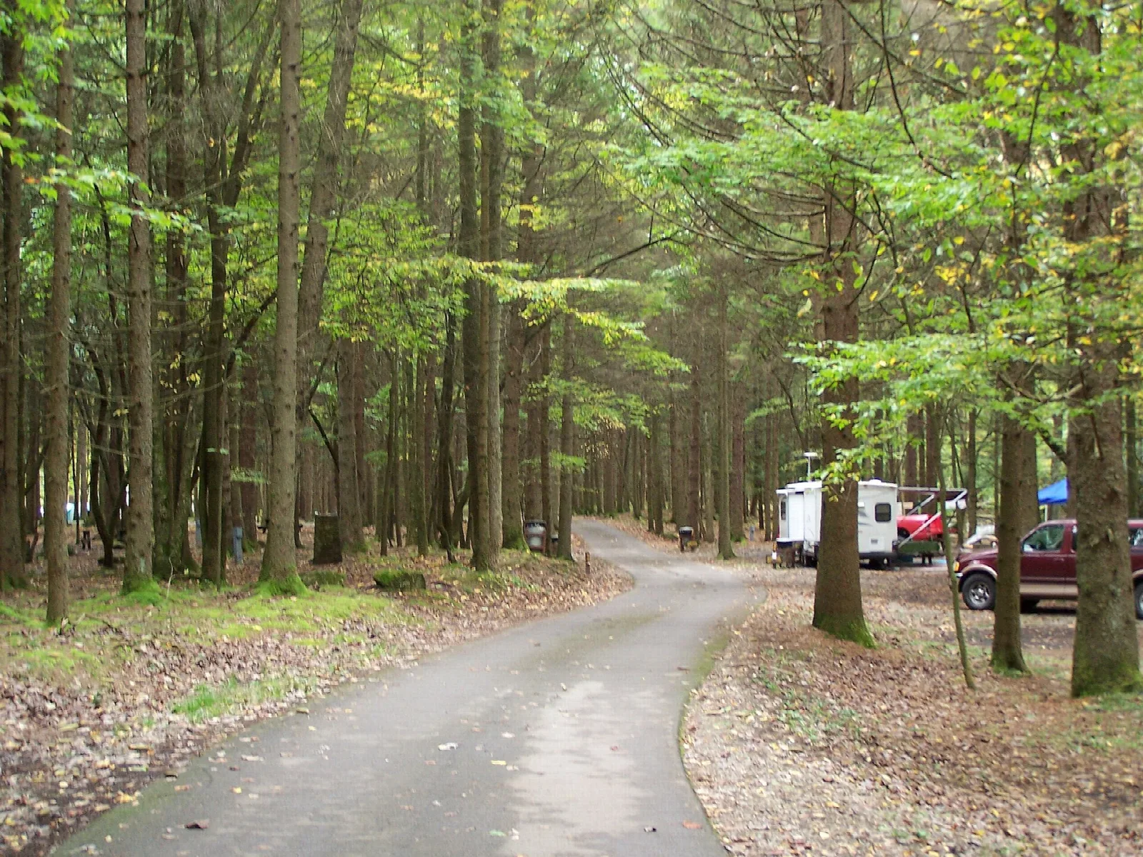 Paved road through tall trees with a camper parked among the campsites
