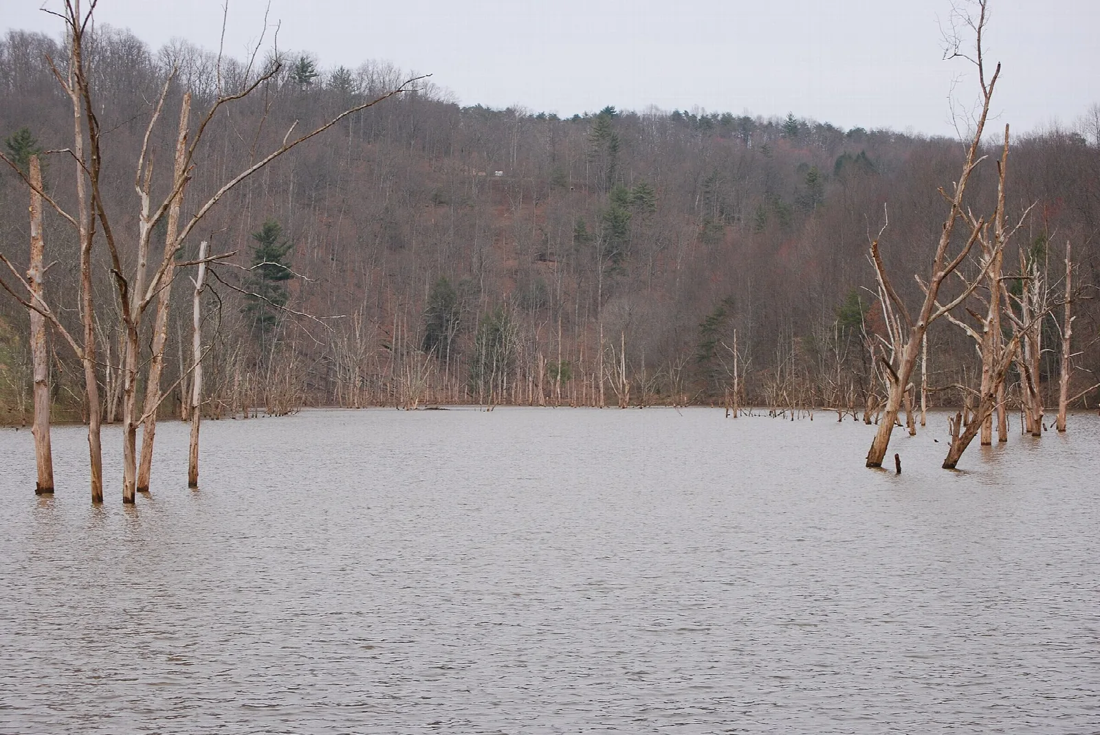 Gray lake with bare dead trees standing in the water below wooded hills