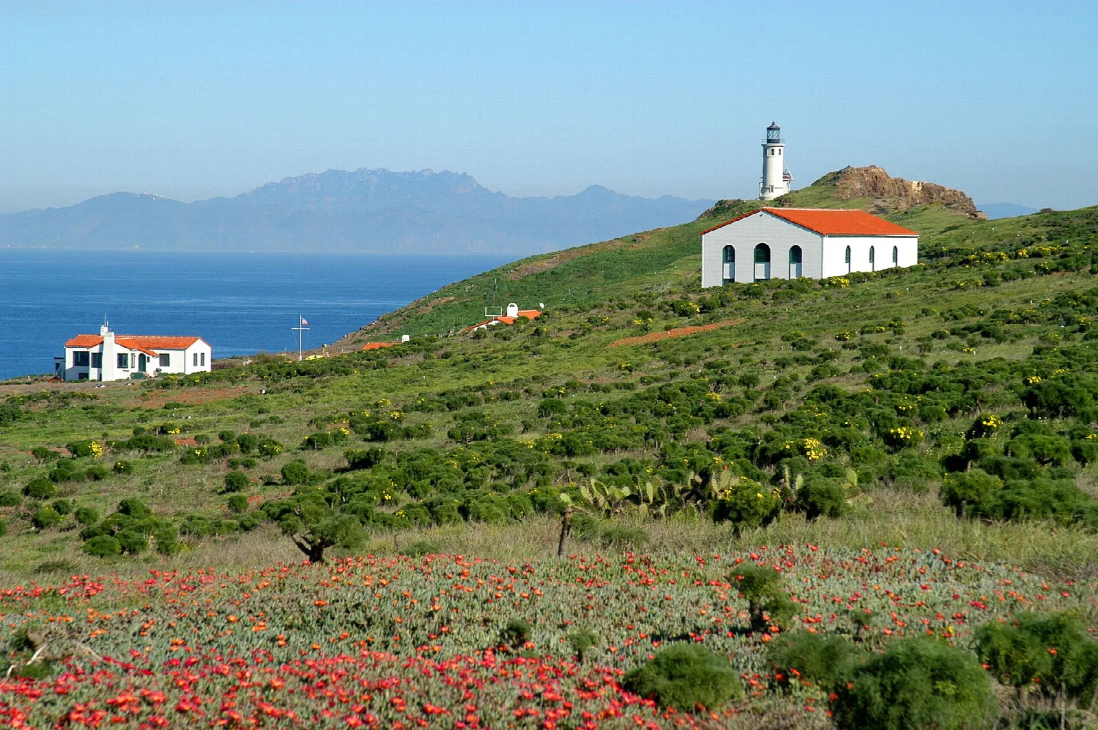A white lighthouse and red-roofed buildings above a hillside of wildflowers and green coreopsis
