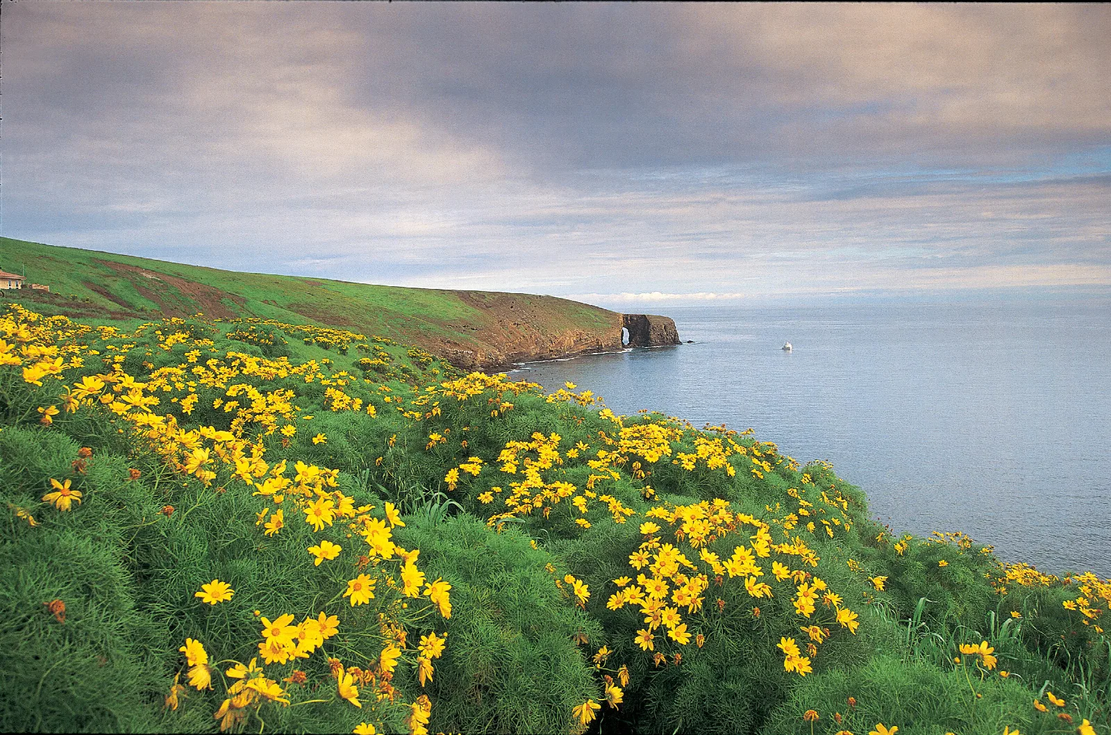Yellow flowers in foreground extending out along a rocky coastline to a natural arch.