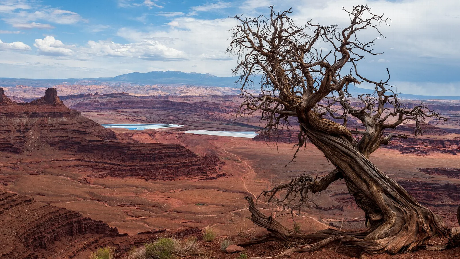 Twisted dead juniper tree on a canyon rim with distant mountains