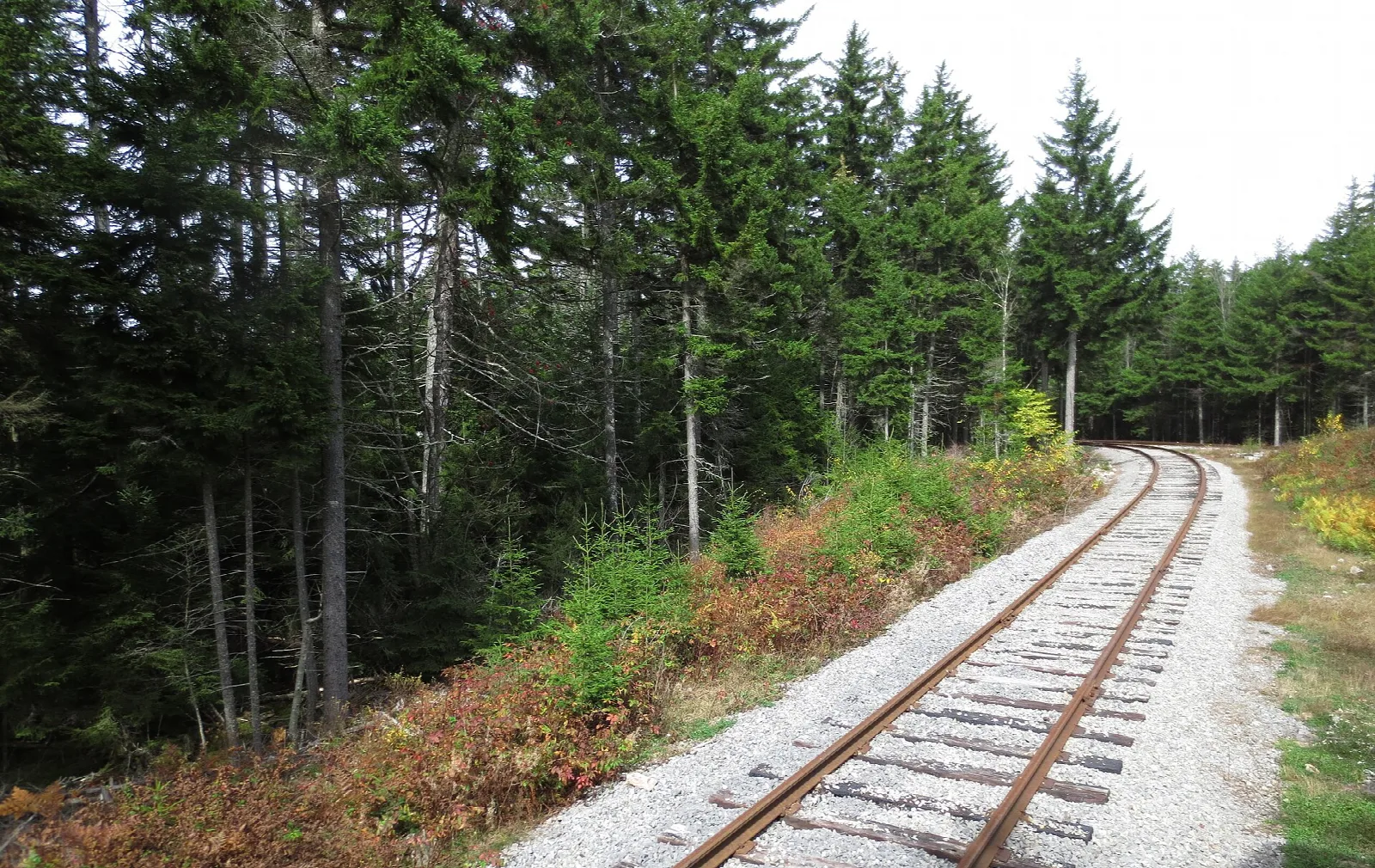 Railroad track curving along the edge of a spruce forest