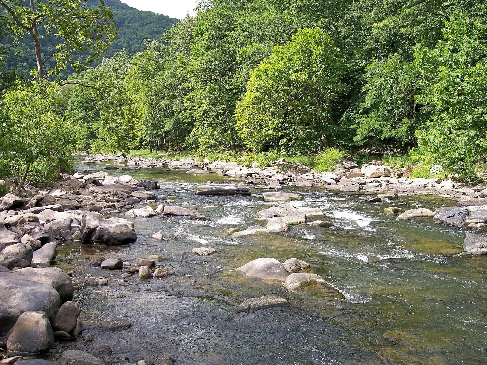 Rocky river with rapids running through green forest