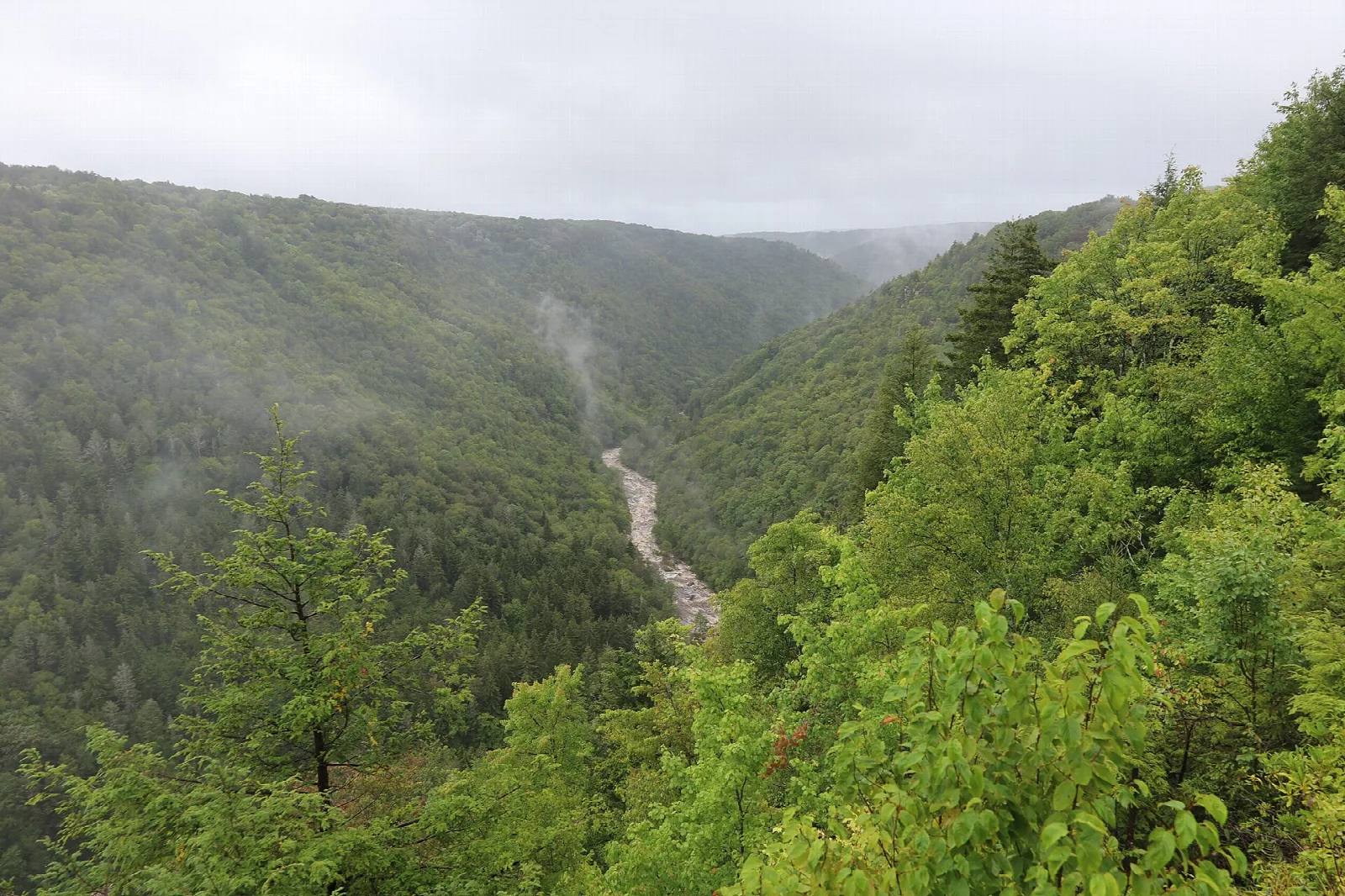 Misty forested canyon seen from an overlook