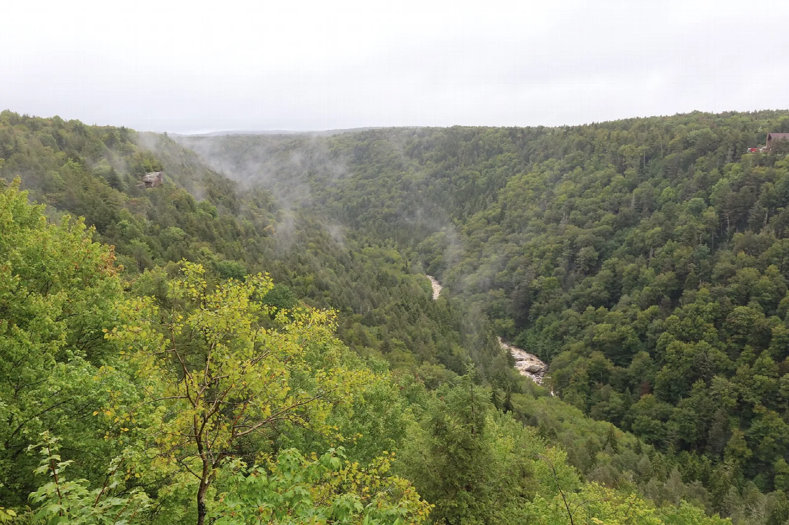Forested canyon slopes with low mist, viewed from an overlook