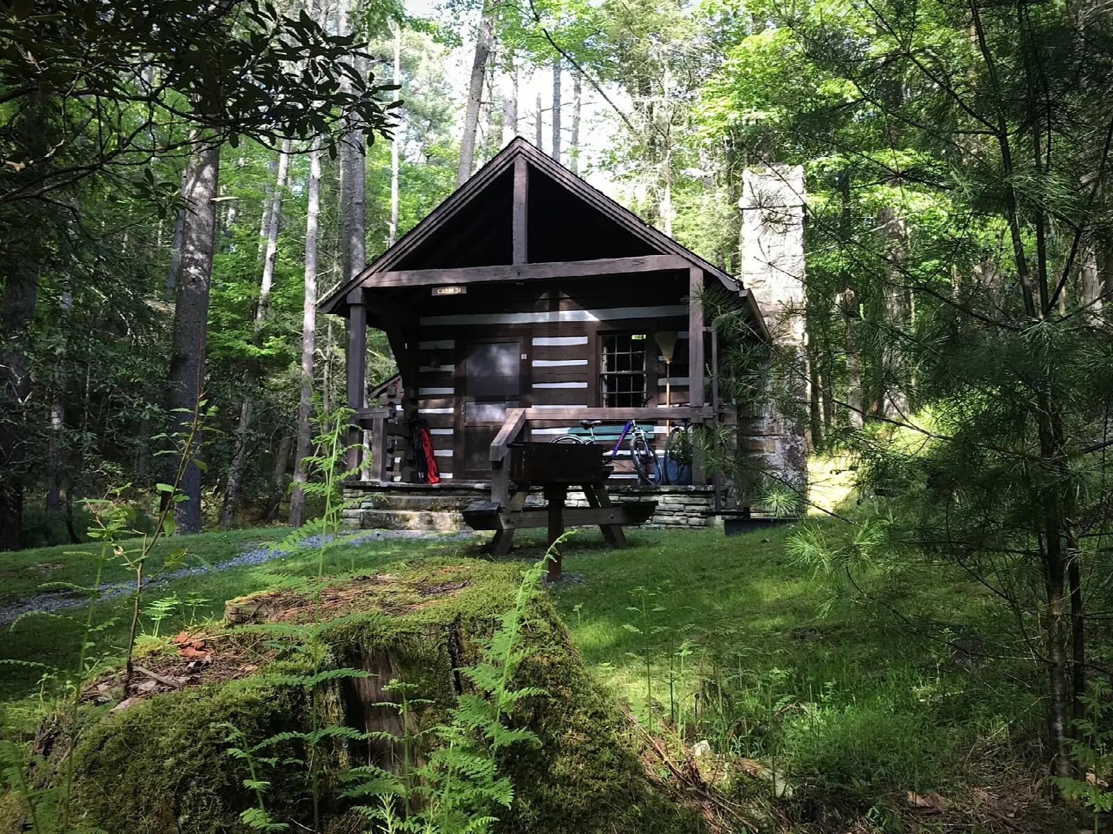 Small dark log cabin among tall trees and ferns