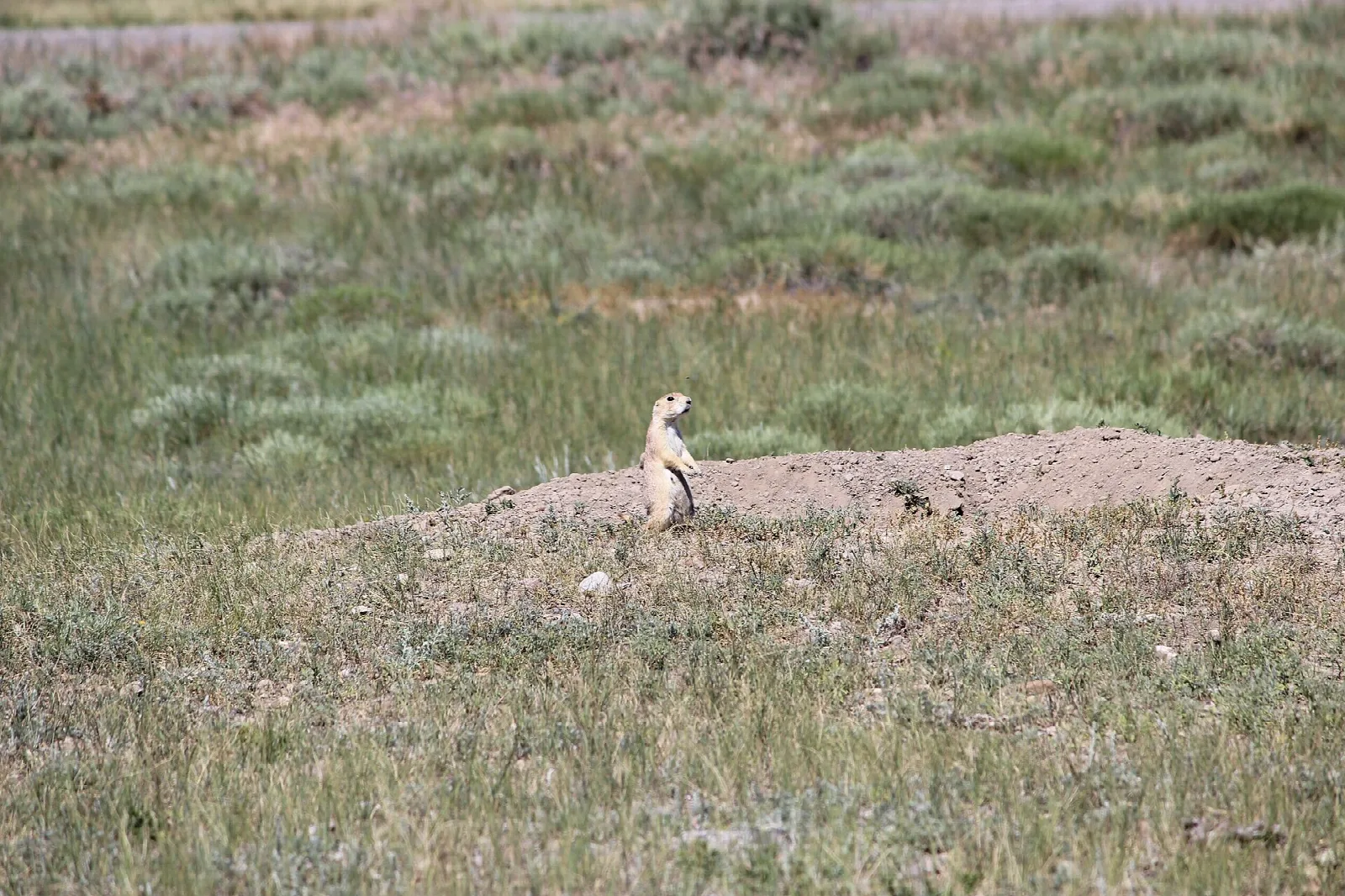 A prairie dog standing upright on a dirt mound in open grassland