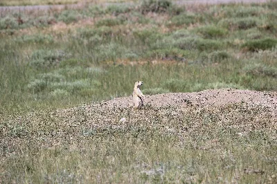 Greycliff Prairie Dog Town