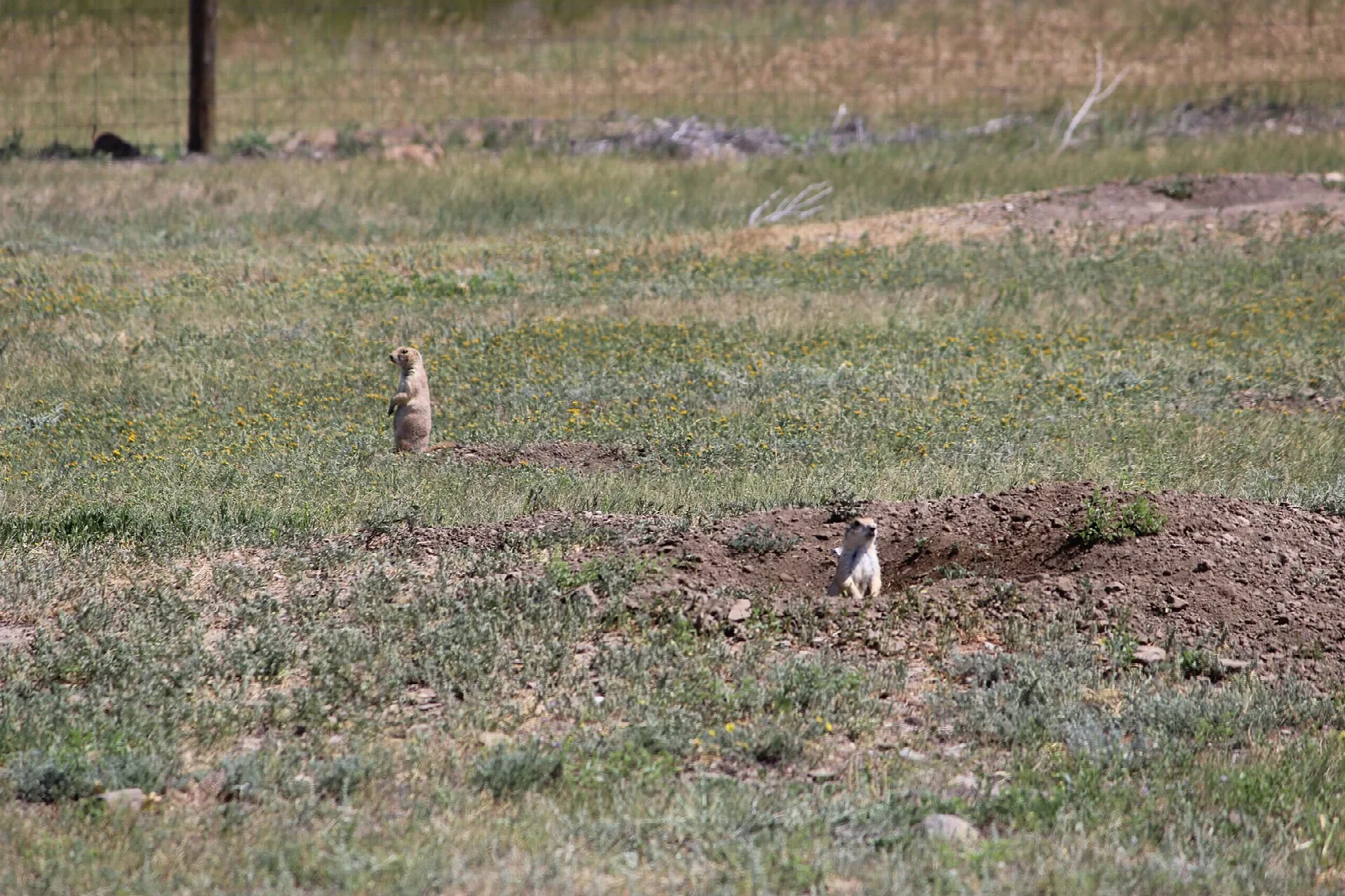 Prairie dogs on a mound in short grass