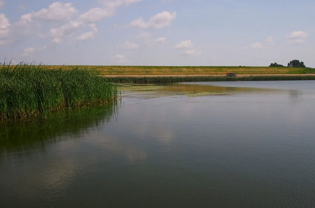 Calm lake with tall reeds on the left and a low grassy shoreline under scattered clouds