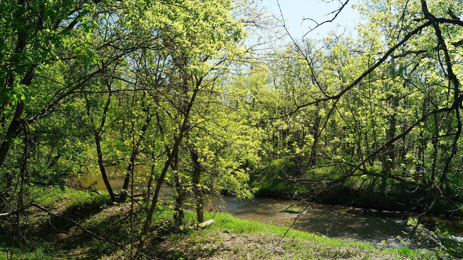 Turtle River winding through bright green spring trees