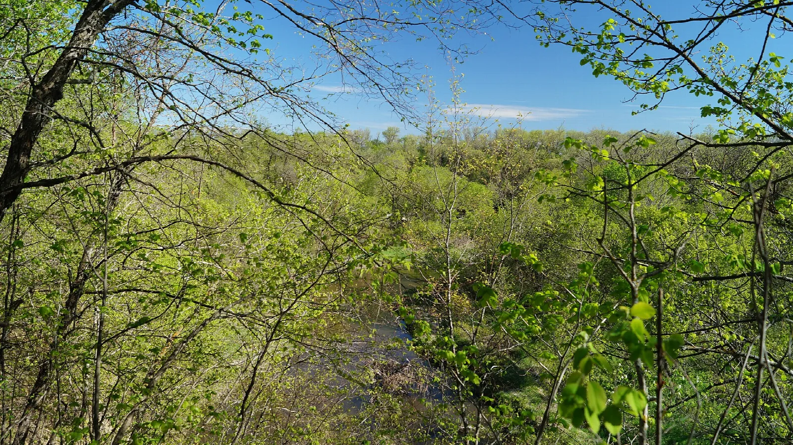 View over a green forested river valley through spring branches under a blue sky
