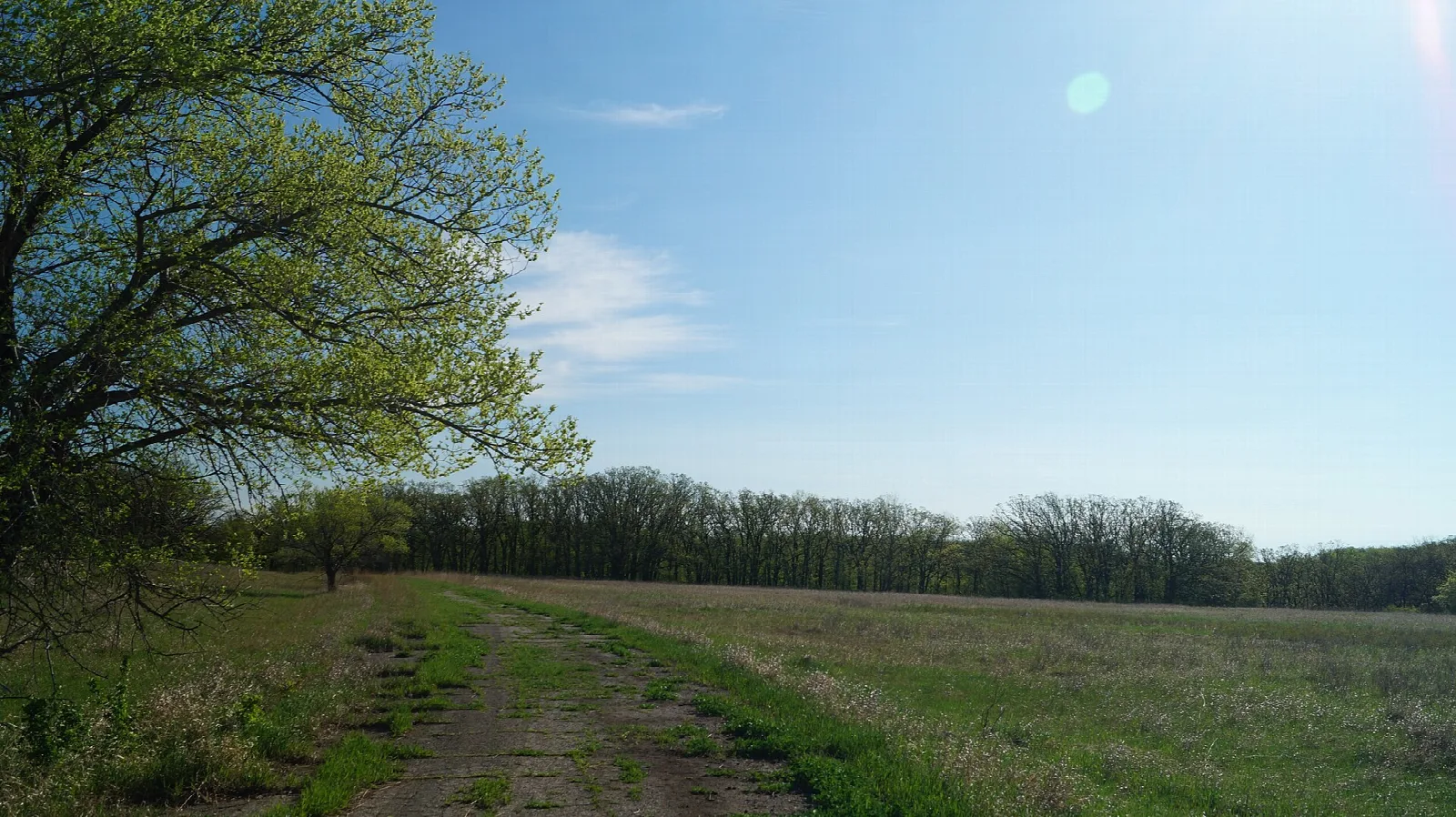 Mown grass trail running through an open meadow toward a line of trees