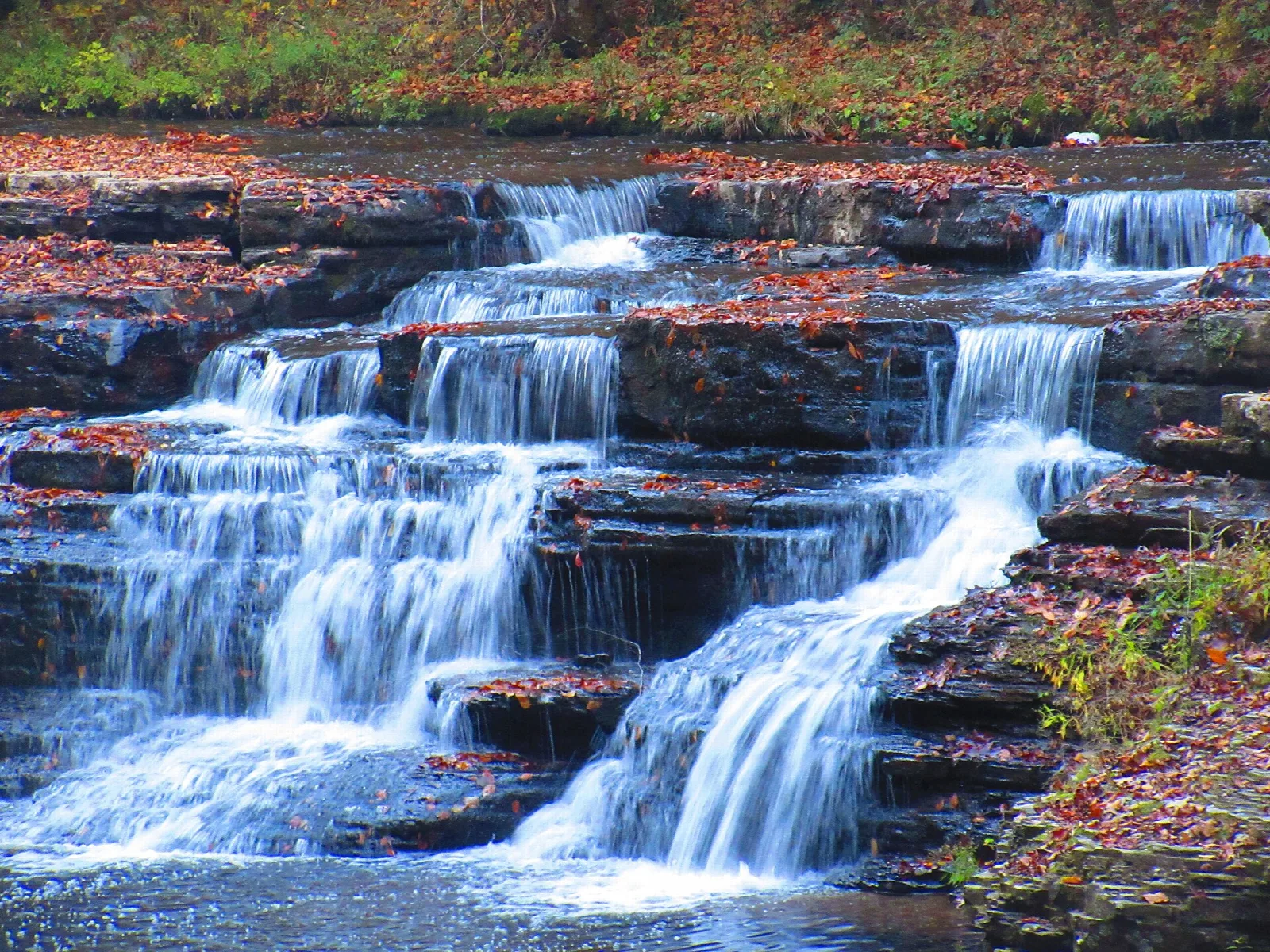 Camp Creek State Forest