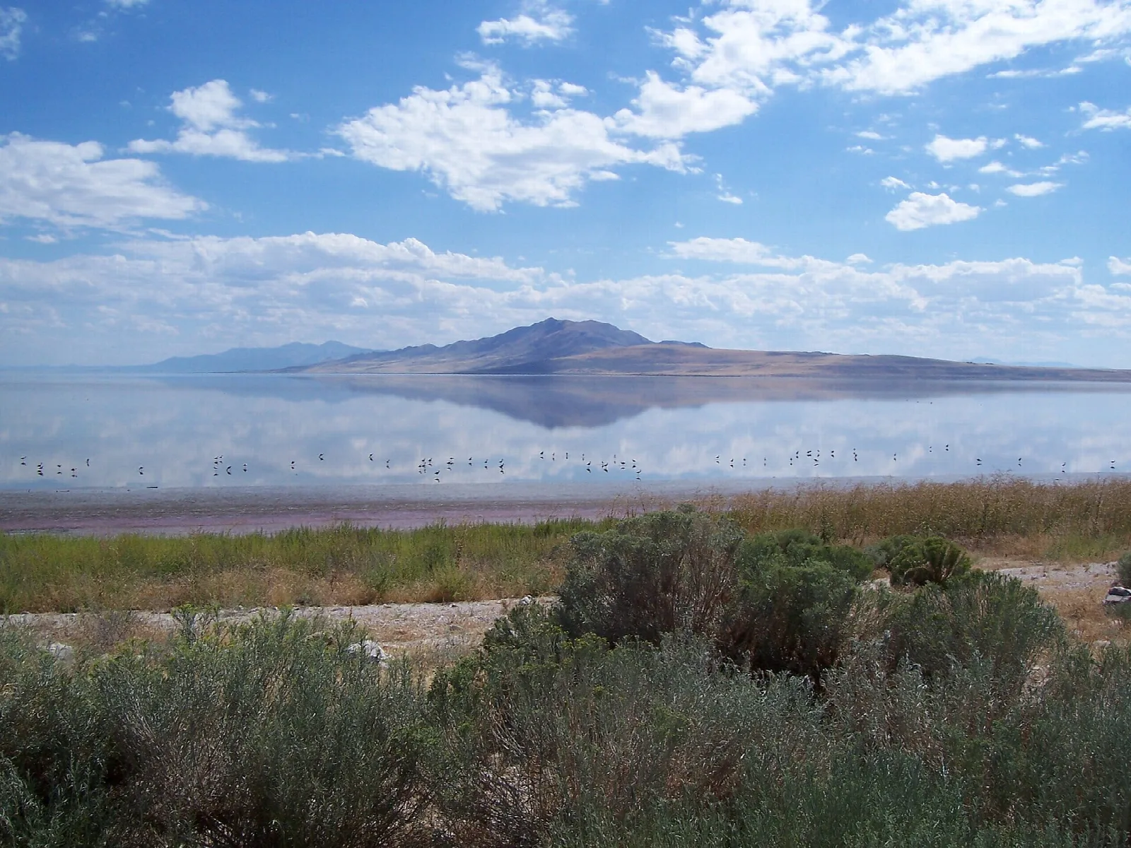 Calm lake with a distant island seen over reeds and brush