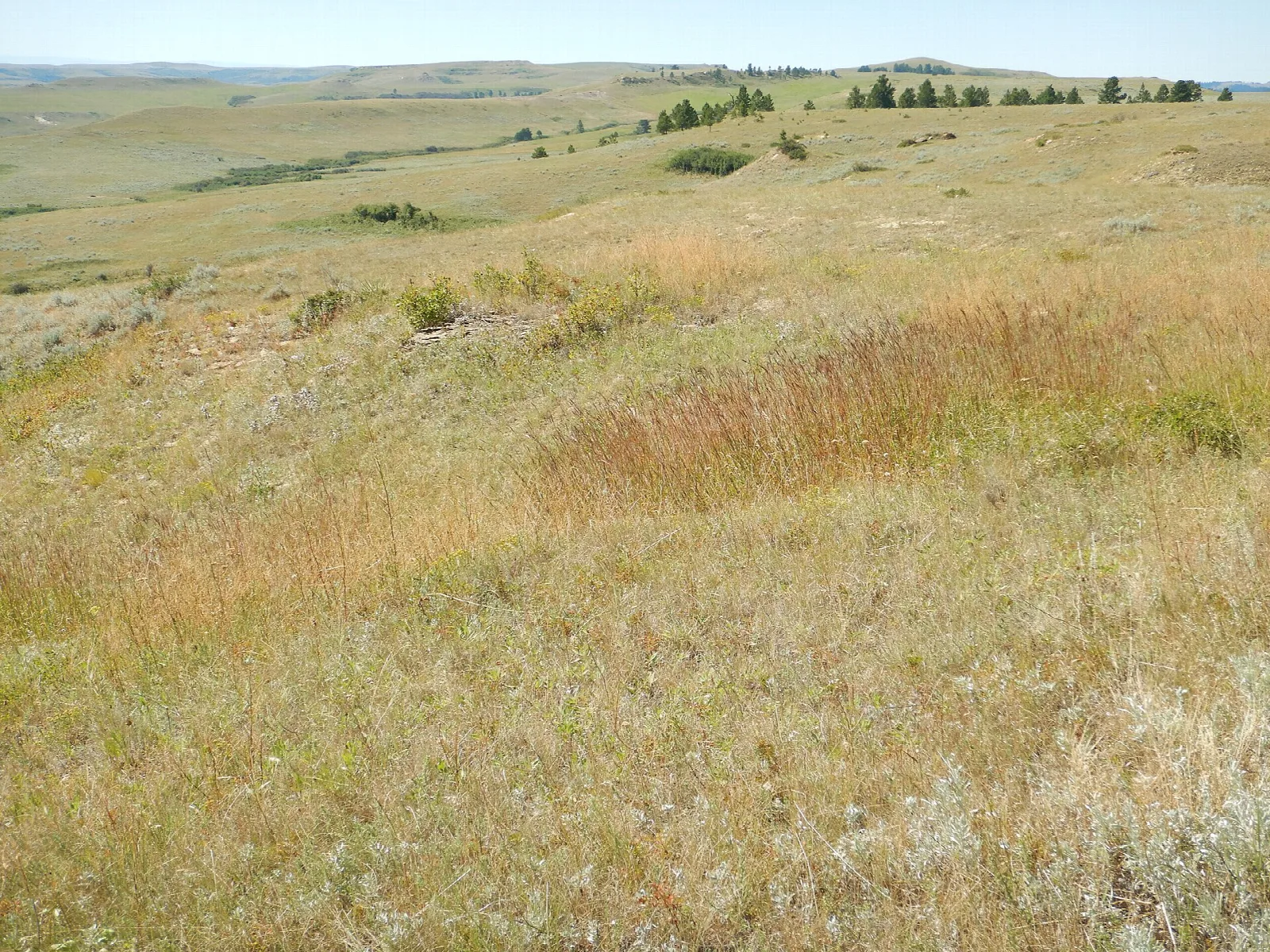 Rolling grass-covered prairie hills under a blue sky