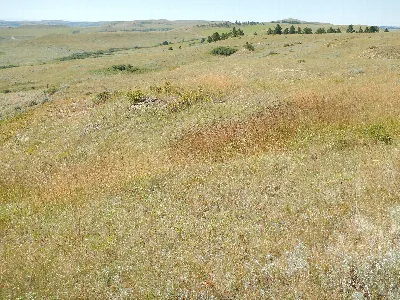 Rosebud Battlefield