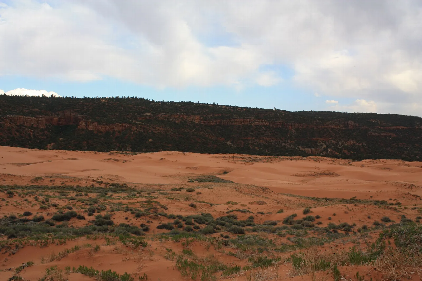 Red sand dunes with green plants in front of a dark forested ridge