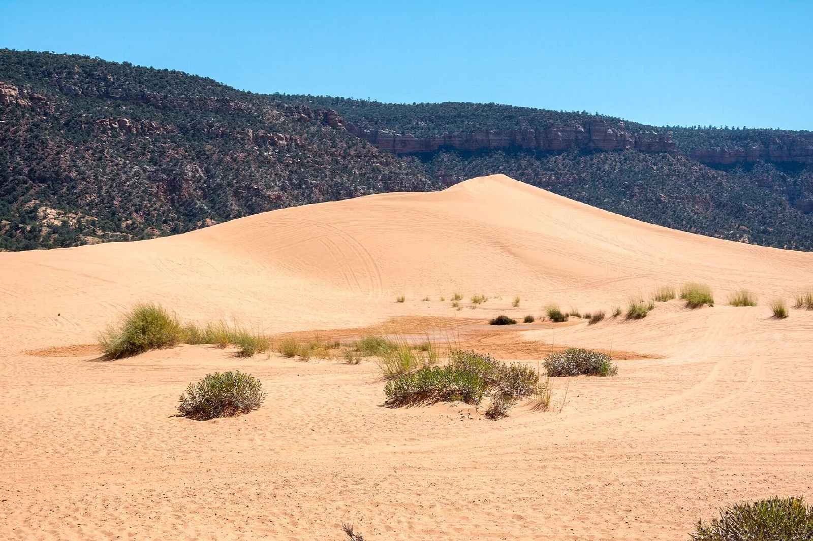 Large pink sand dune with sparse shrubs below a dark wooded ridge