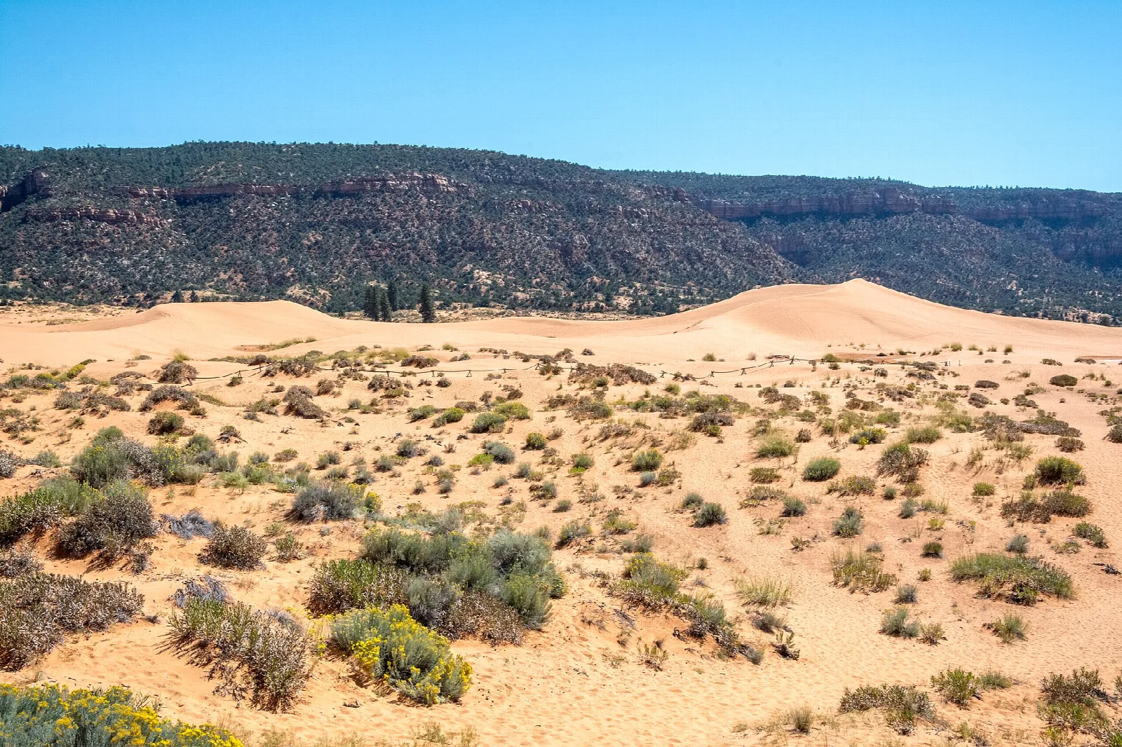 Sandy dune field dotted with desert shrubs under a clear blue sky