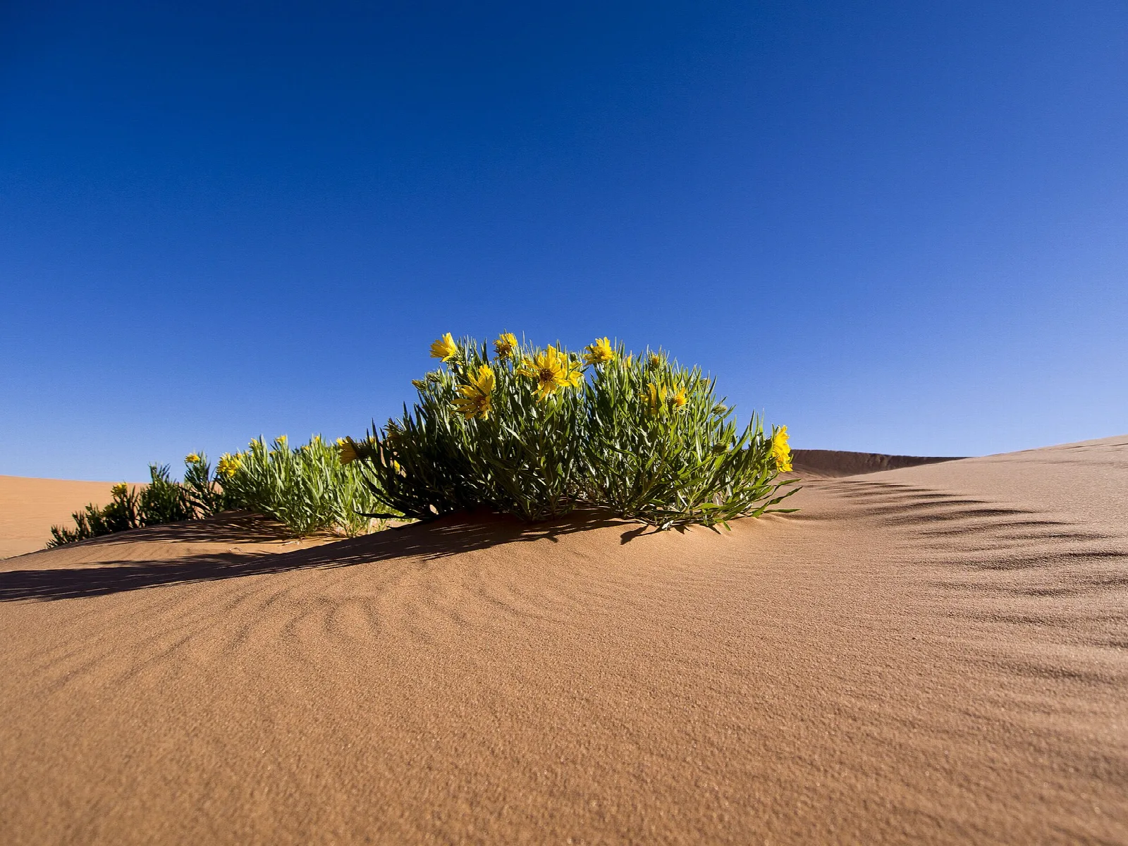 Yellow flowering shrub on a rippled sand dune under deep blue sky