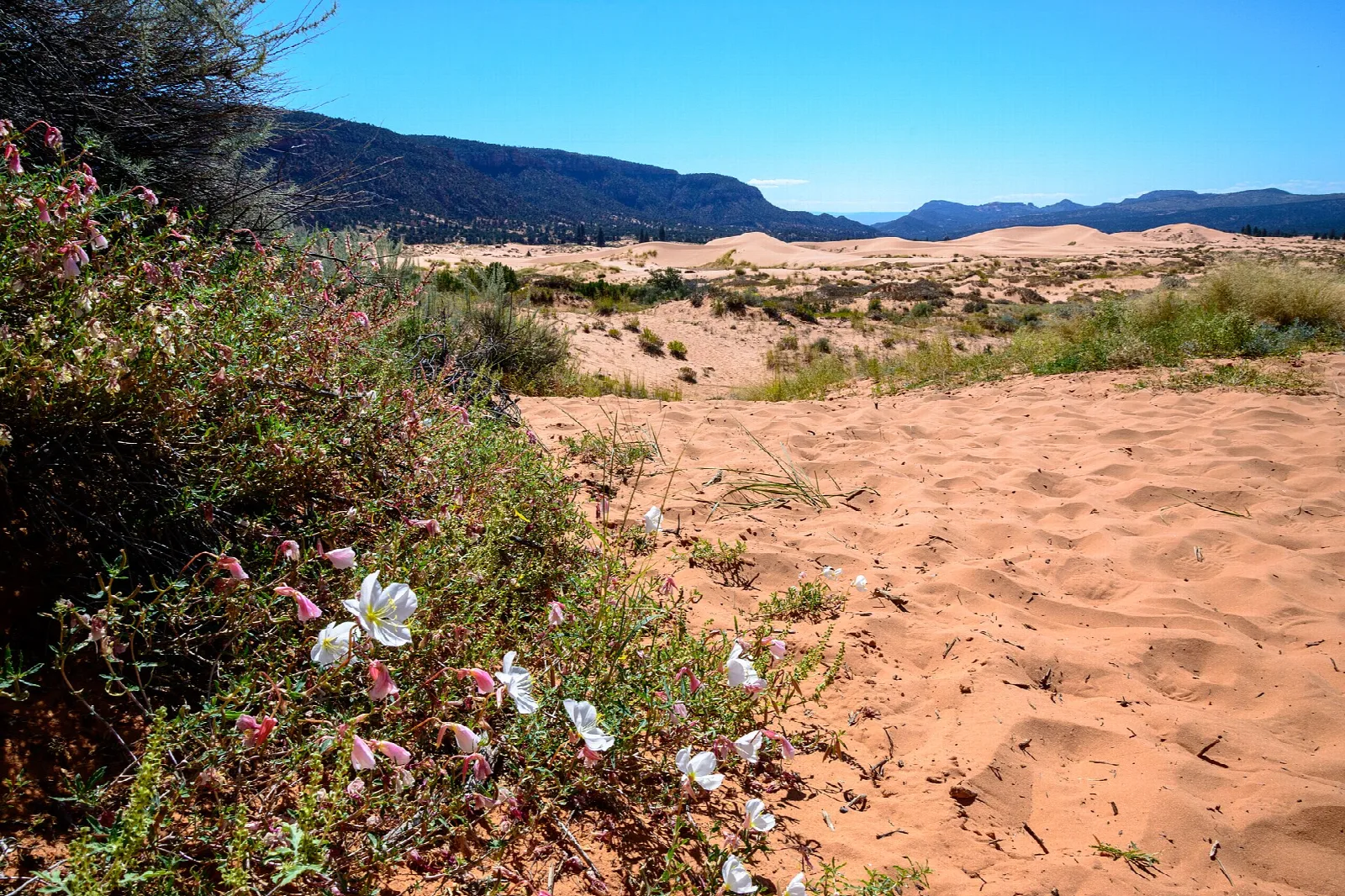 White flowers beside a sandy trail leading across the dunes