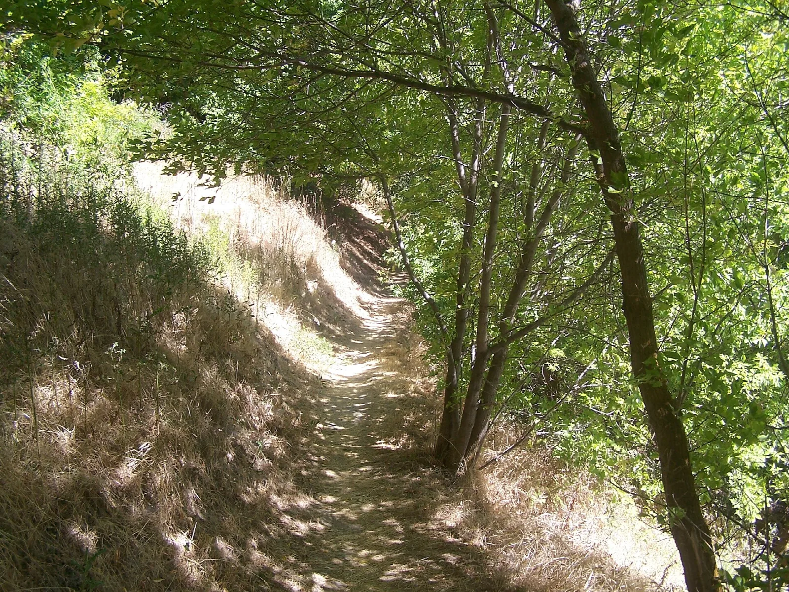 Narrow dirt trail under green trees beside a dry grassy slope