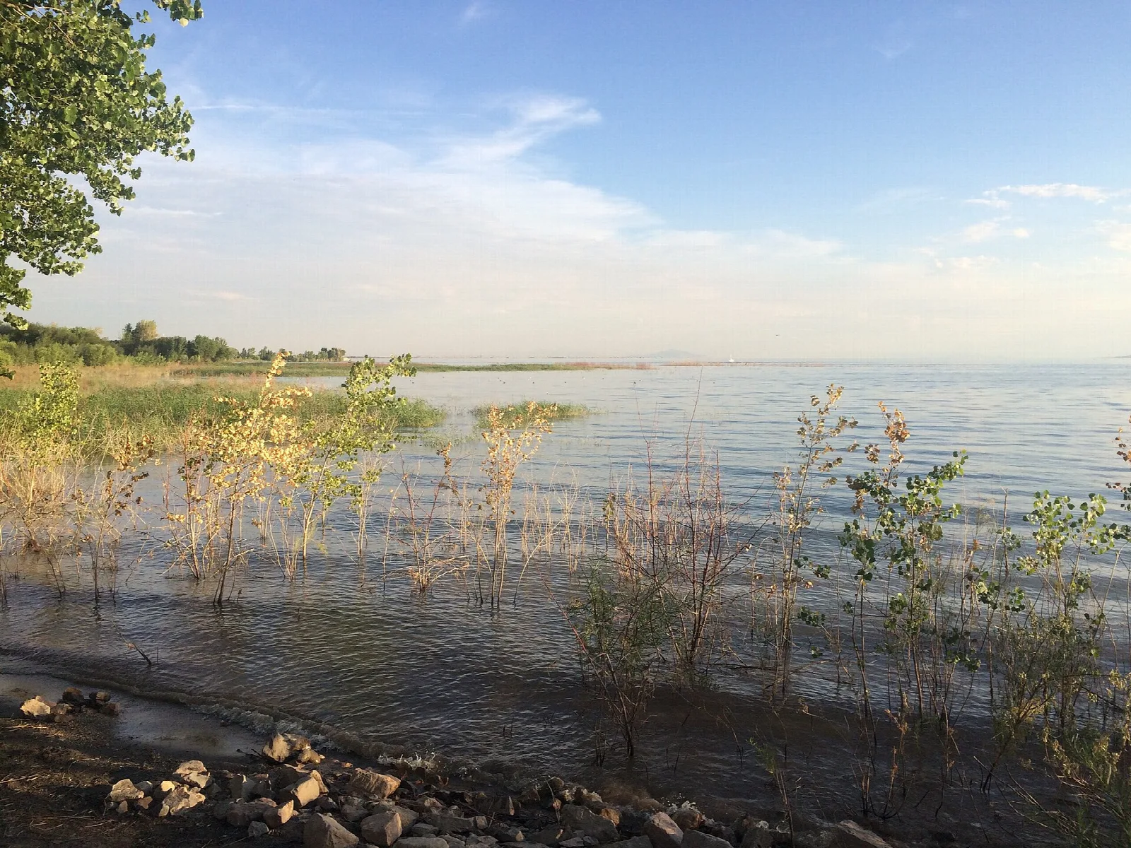 Shallow lake water with reeds along the shore and a wide sky