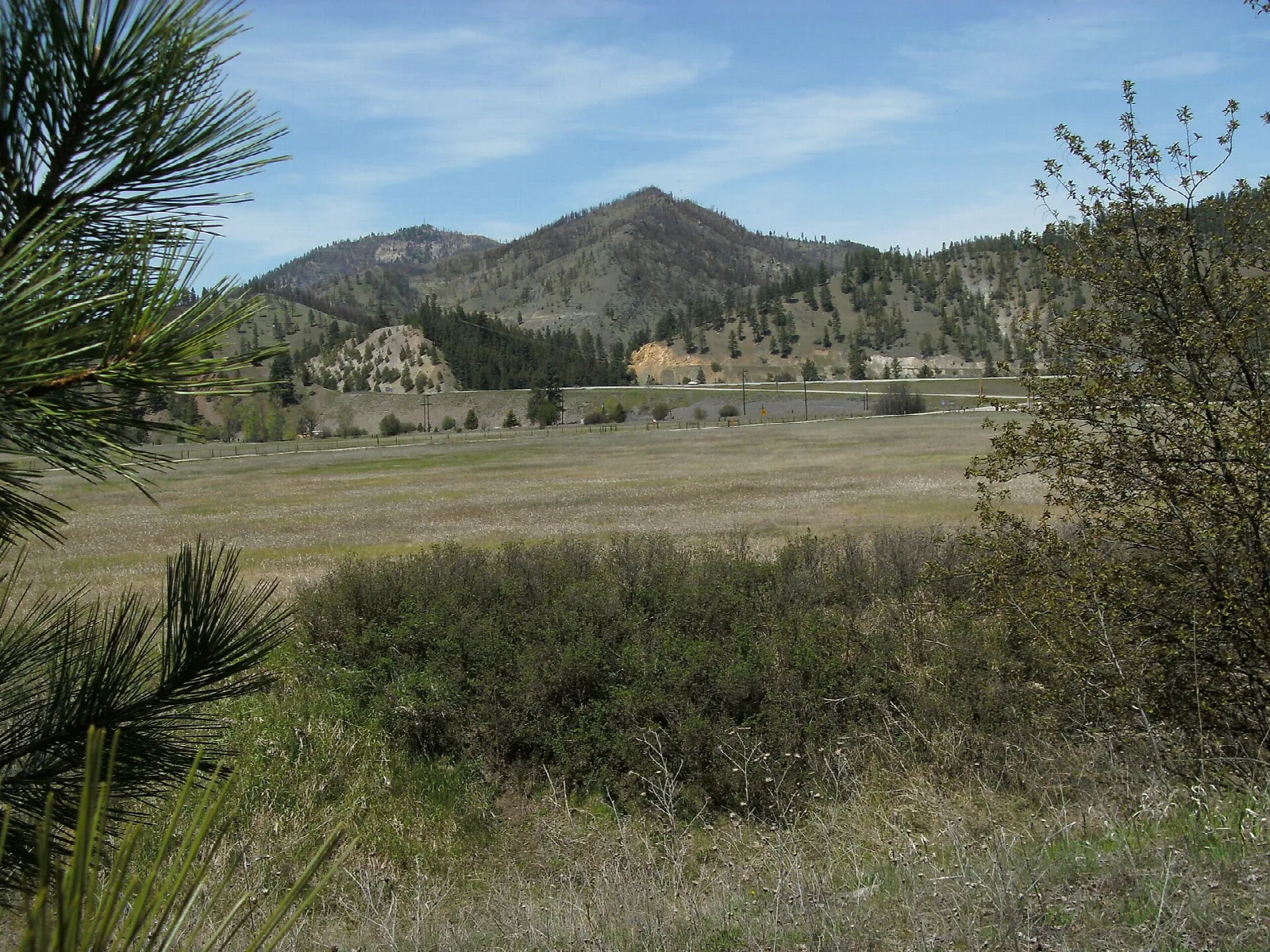 Open grassy valley with forested hills and a pine branch in the foreground
