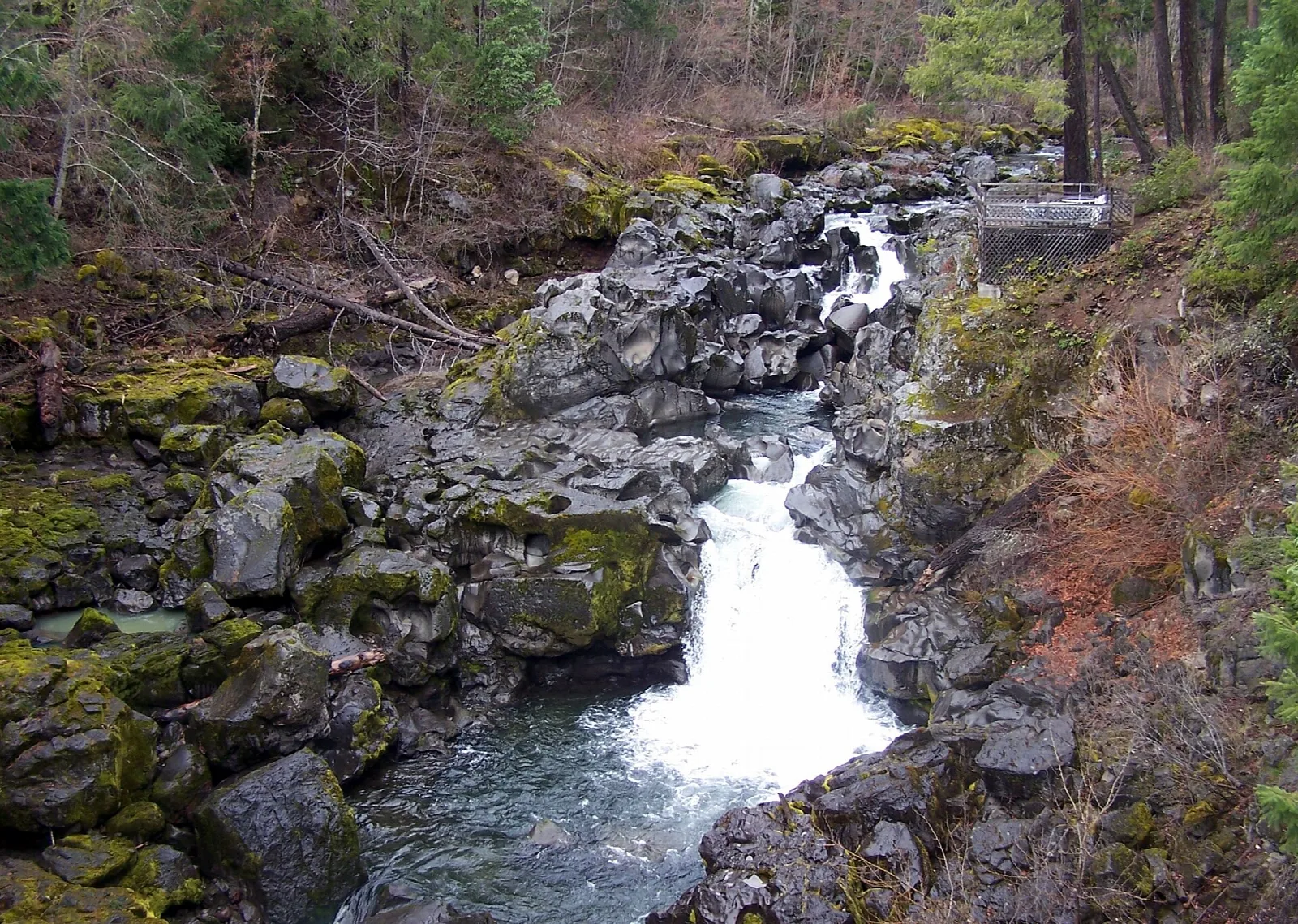 Rogue River rushing over dark rocks between forested banks