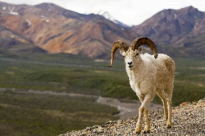 Denali National Park and Preserve
