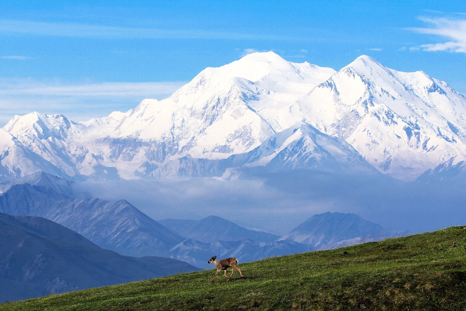 A caribou on a green ridge with the vast, snowy Alaska Range behind