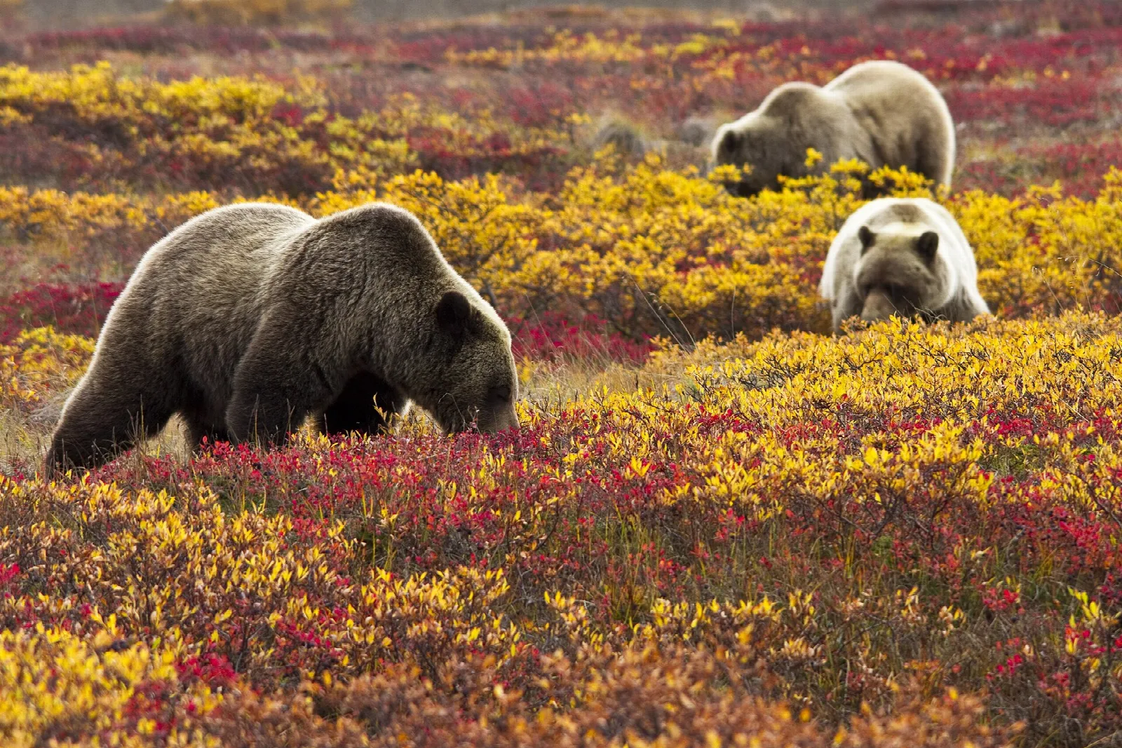 Two grizzly bears foraging in red and yellow autumn tundra