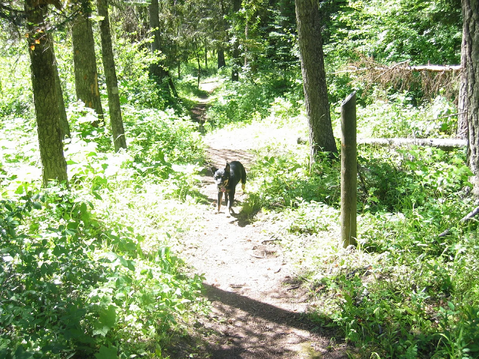 Dirt trail through green forest with a dog walking ahead