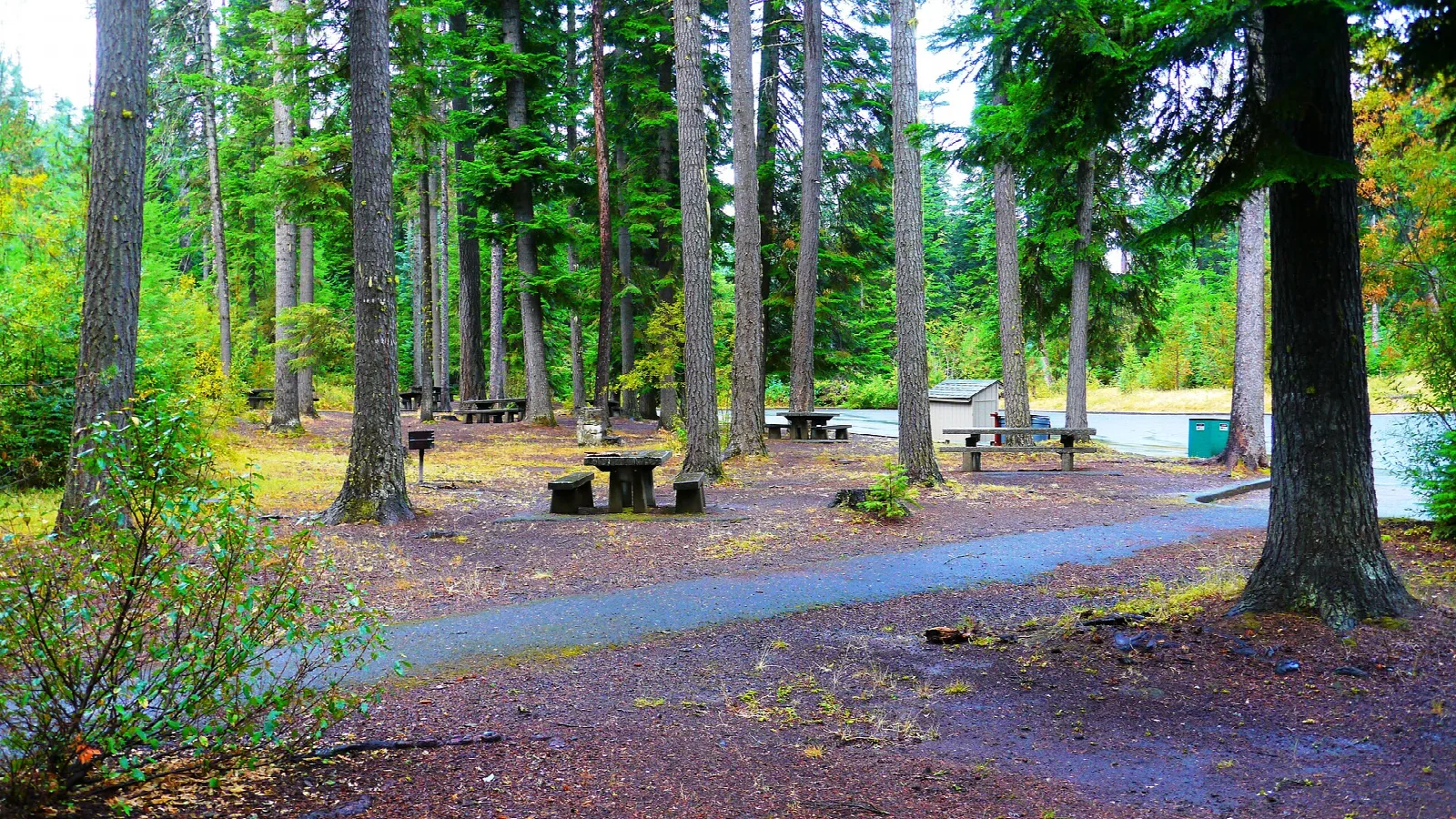 Picnic tables in a day-use area among tall pines beside a paved path