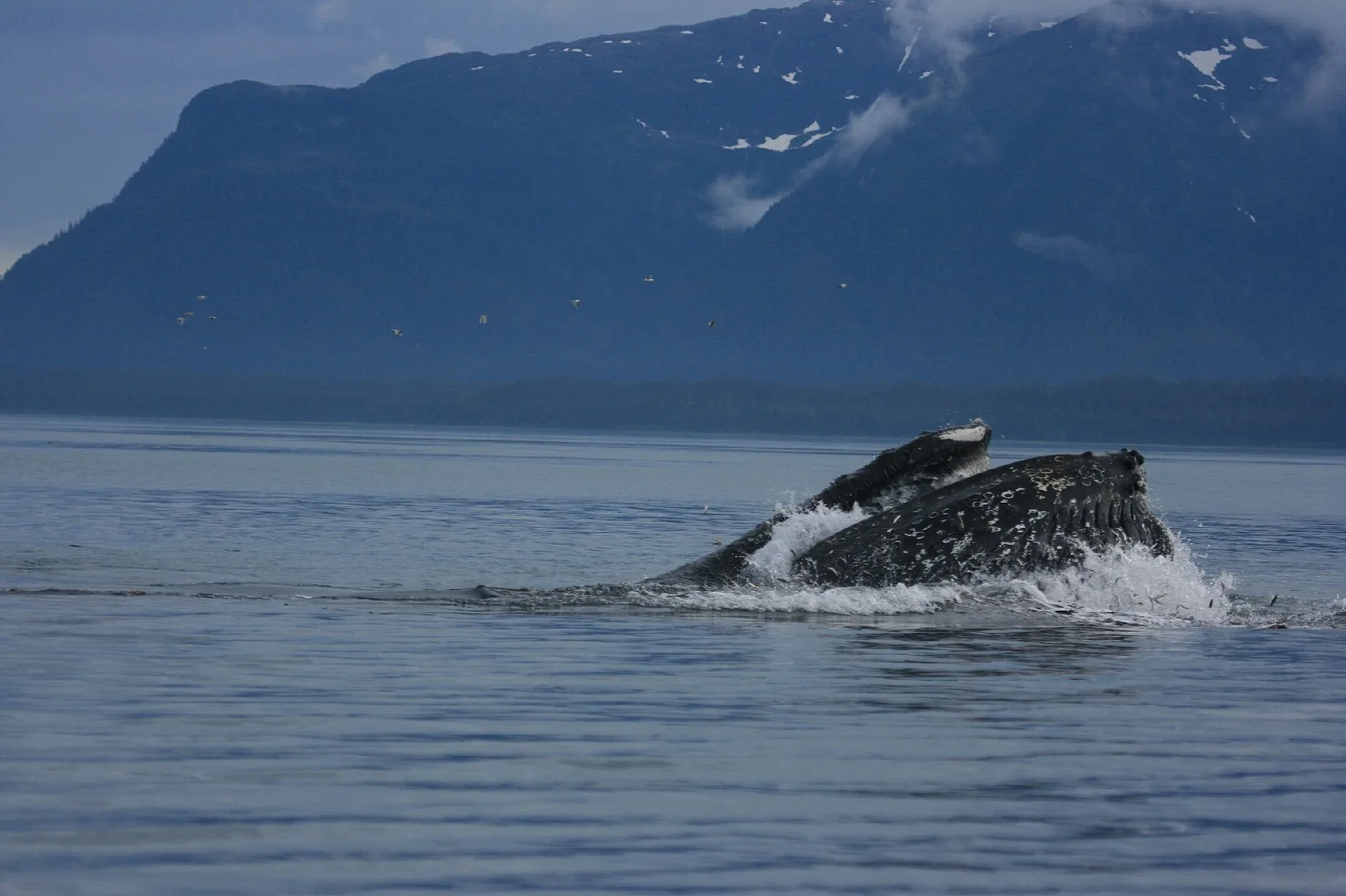 A humpback whale breaking the surface with its mouth open below a steep, misty shore