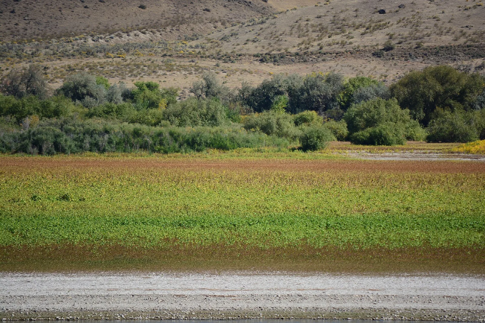 Green marshy flat with shrubs and dry hills behind