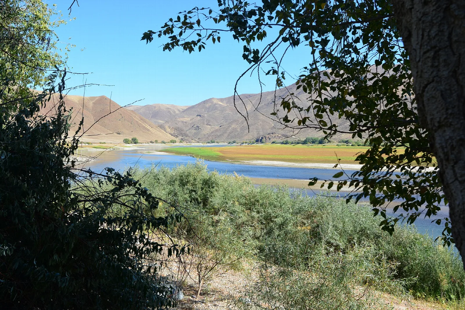 Reservoir seen through shrubs and a tree with brown hills beyond