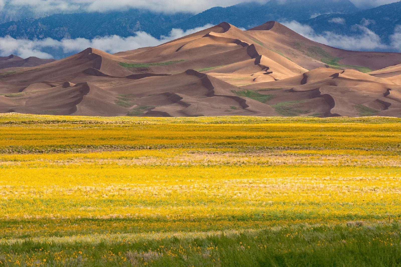 A field of yellow sunflowers in front of tall dunes and forested mountains