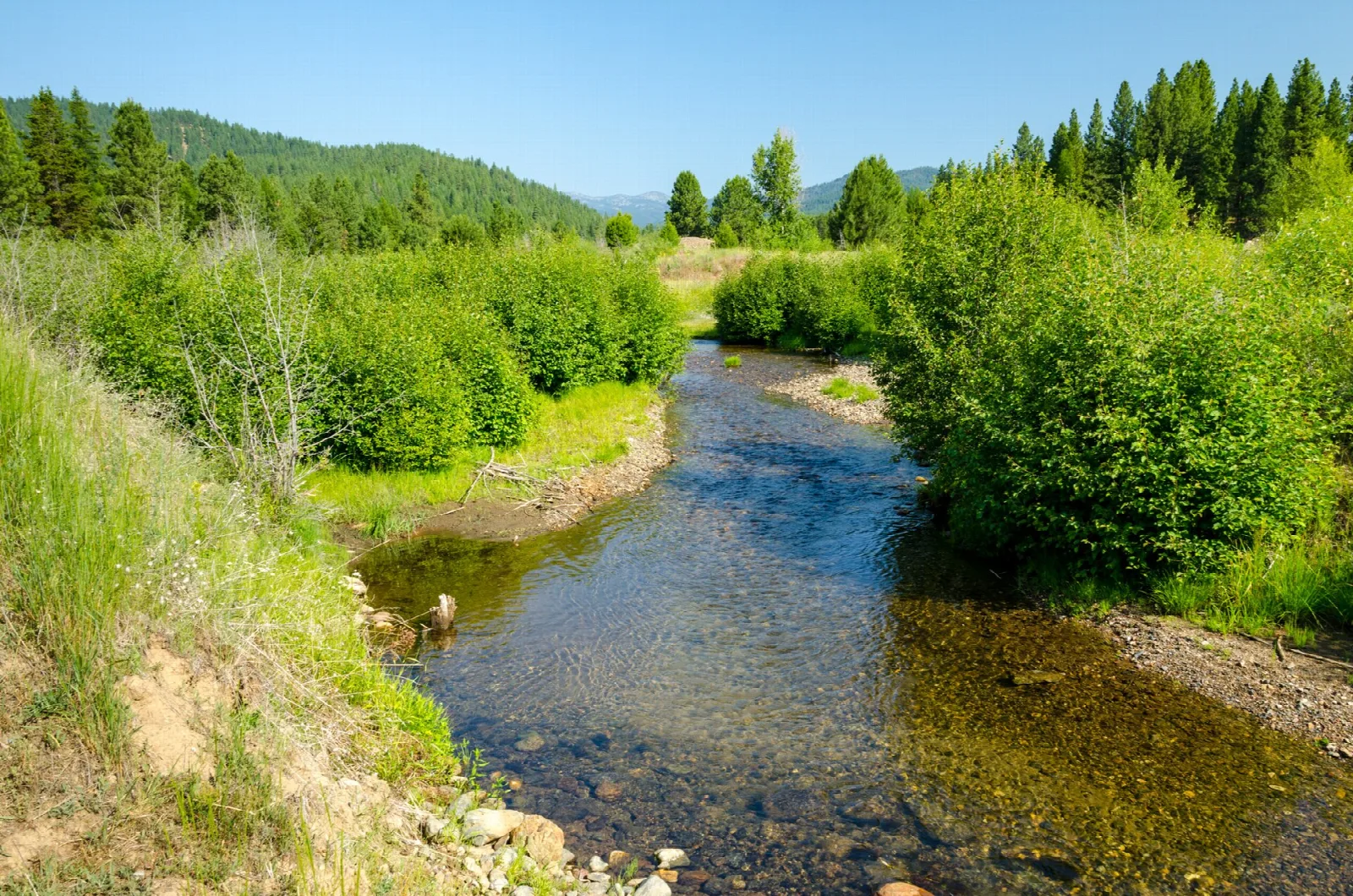 Clear stream winding through green shrubs and meadow