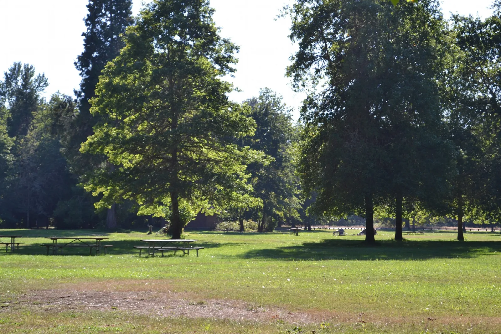 Large shade trees over a grassy picnic area