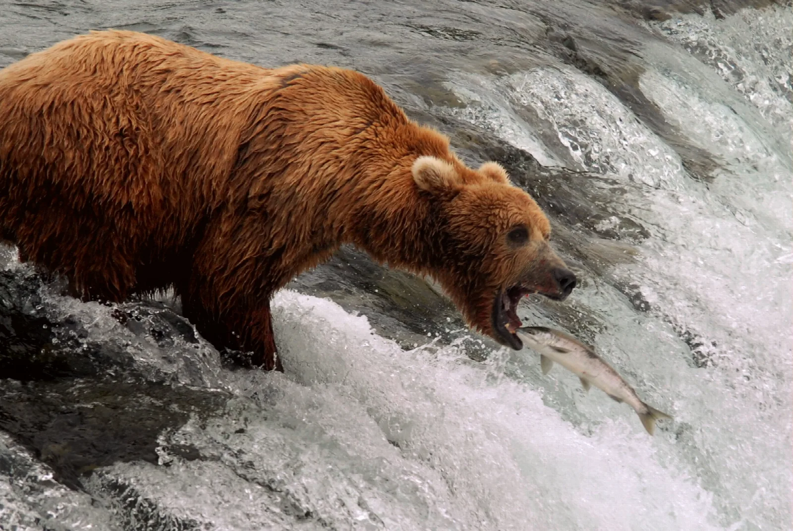 Bear standing at the edge of a waterfall while a salmon is leaping towards it.