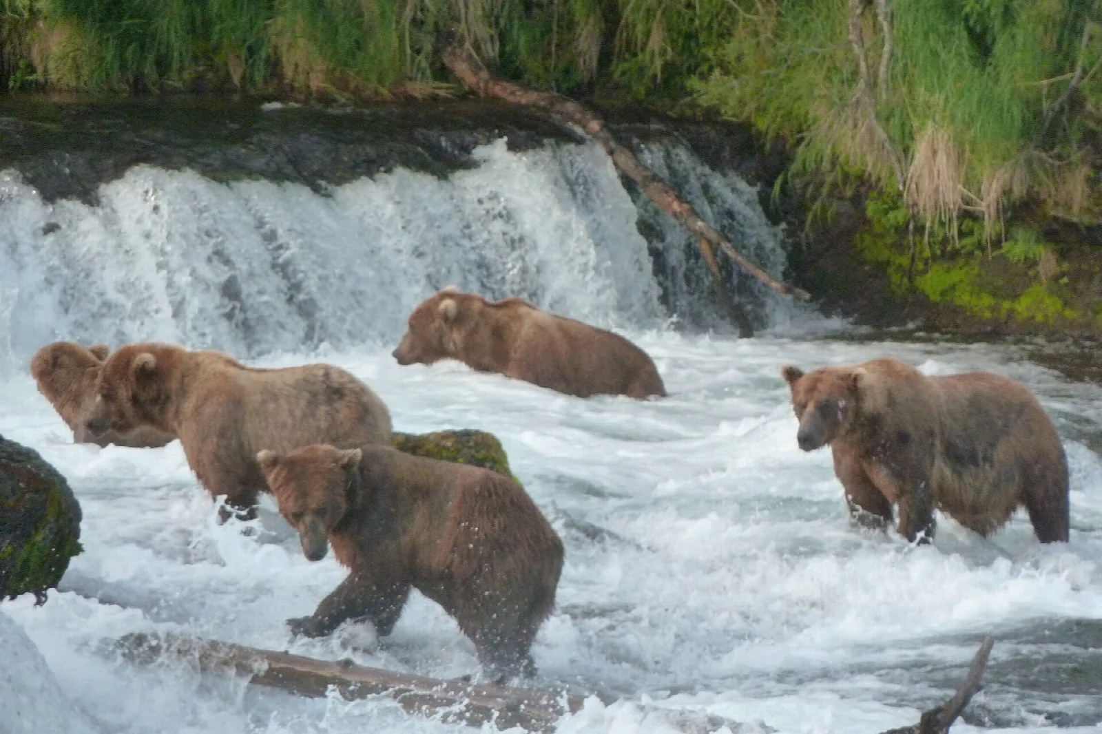 Several brown bears standing in rushing white water below a low waterfall