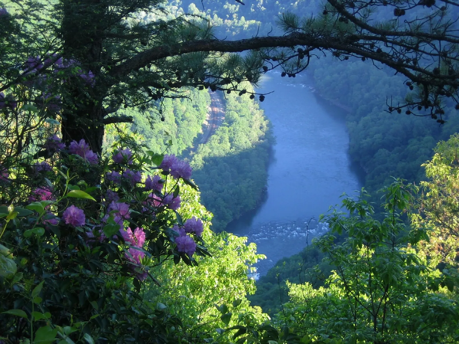 Pink rhododendron blossoms above a view of the river winding through the gorge