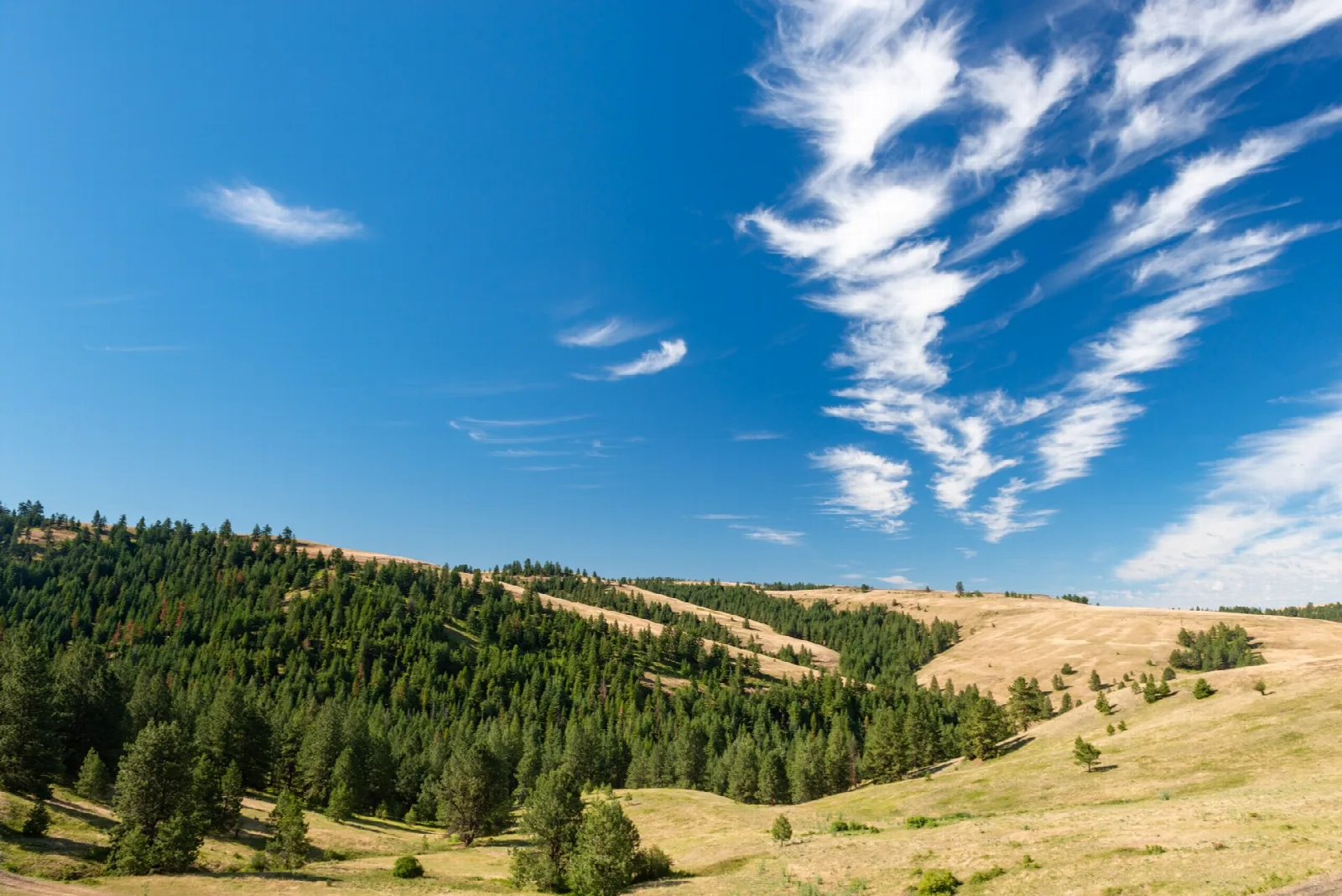 Pine-covered ridge above dry grass hills under wispy clouds