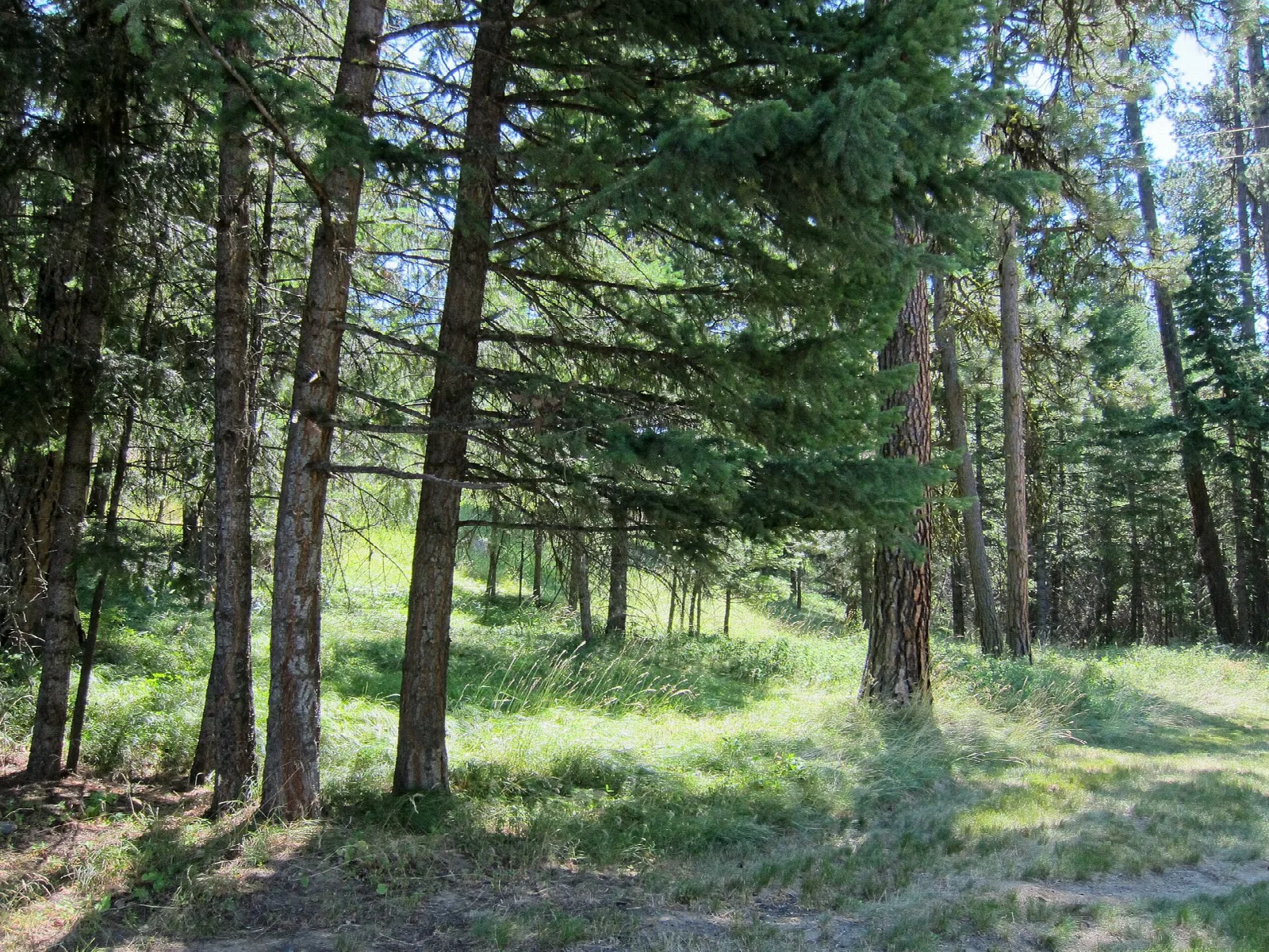 Sunlit forest floor between tall pine trunks