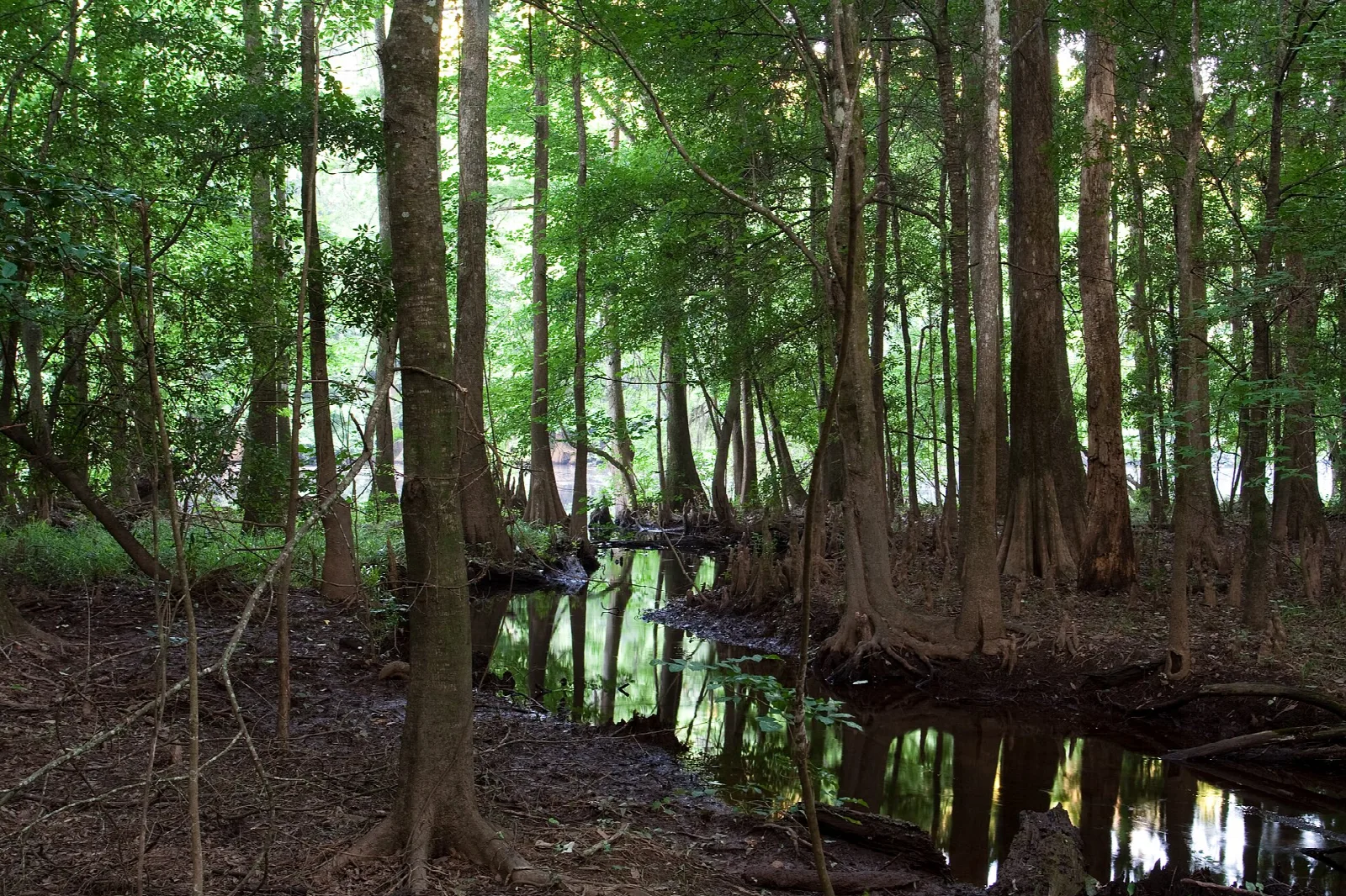 Bald cypress trees with flared trunks standing in and beside a dark forest creek